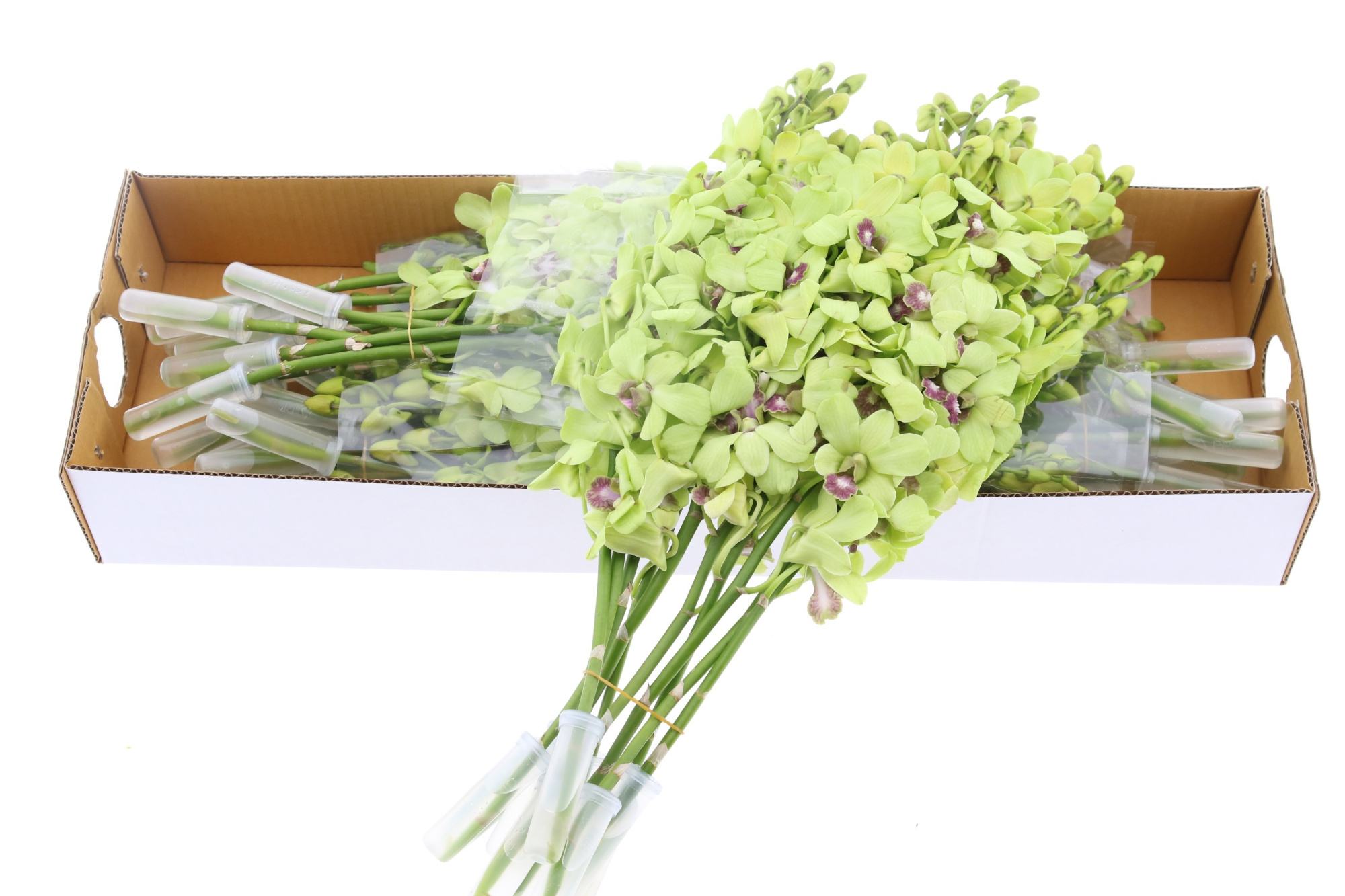 Дендробиум Овериг, шт.