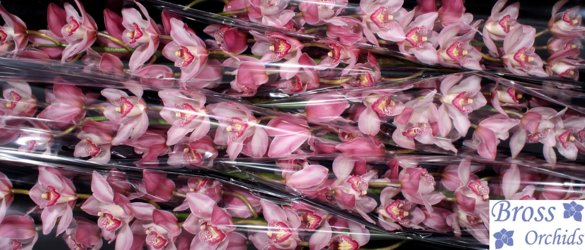 Цимбидиум Притти Вуман x6 80, шт.