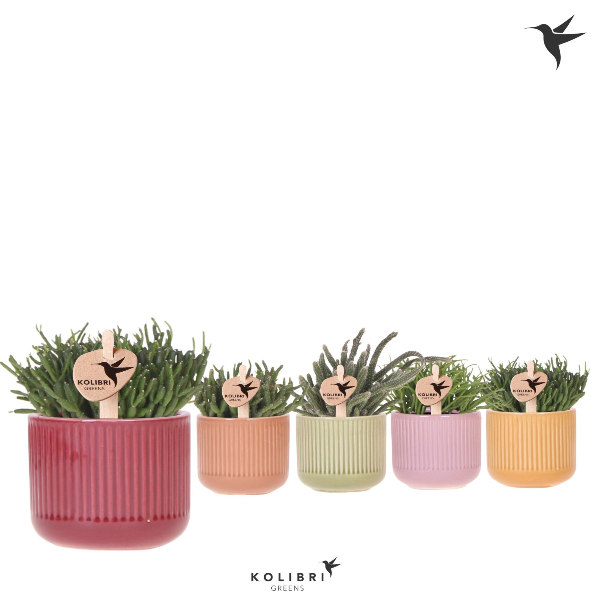 Kolibri Greens Rhipsalis mix in Flare pot mix, D 6 cm