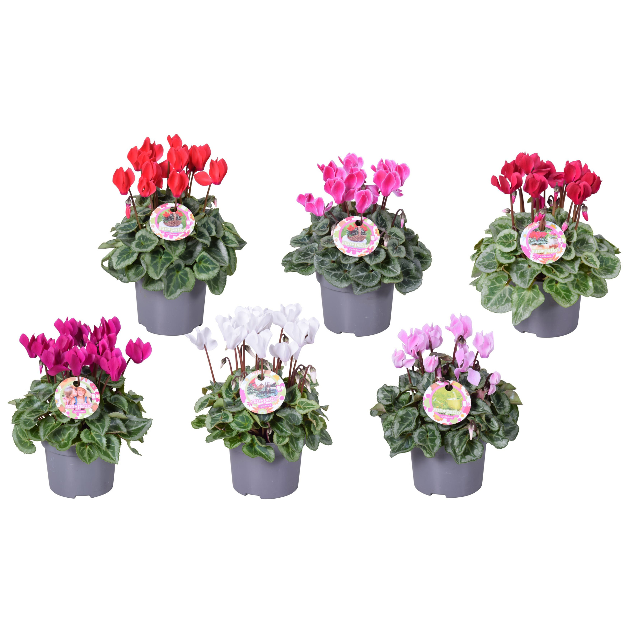 Cycl patio zilverbl MIX + H.etiket, D 10,5