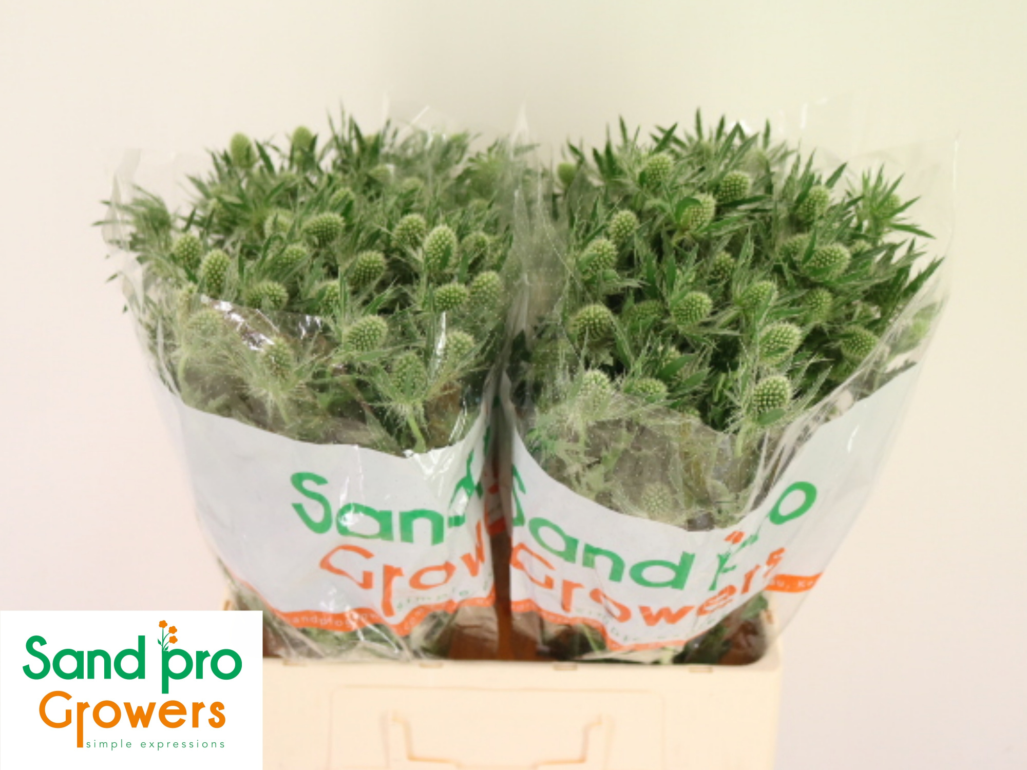 Эрингиум Мэджикал Вайт Лагун 60, шт.