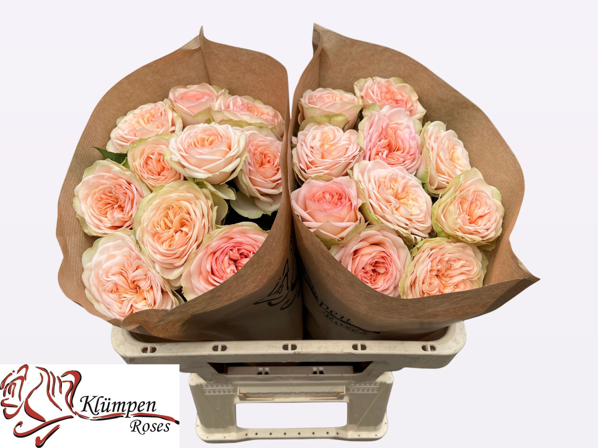 Роза од. Эмбери Парк! 50, шт.