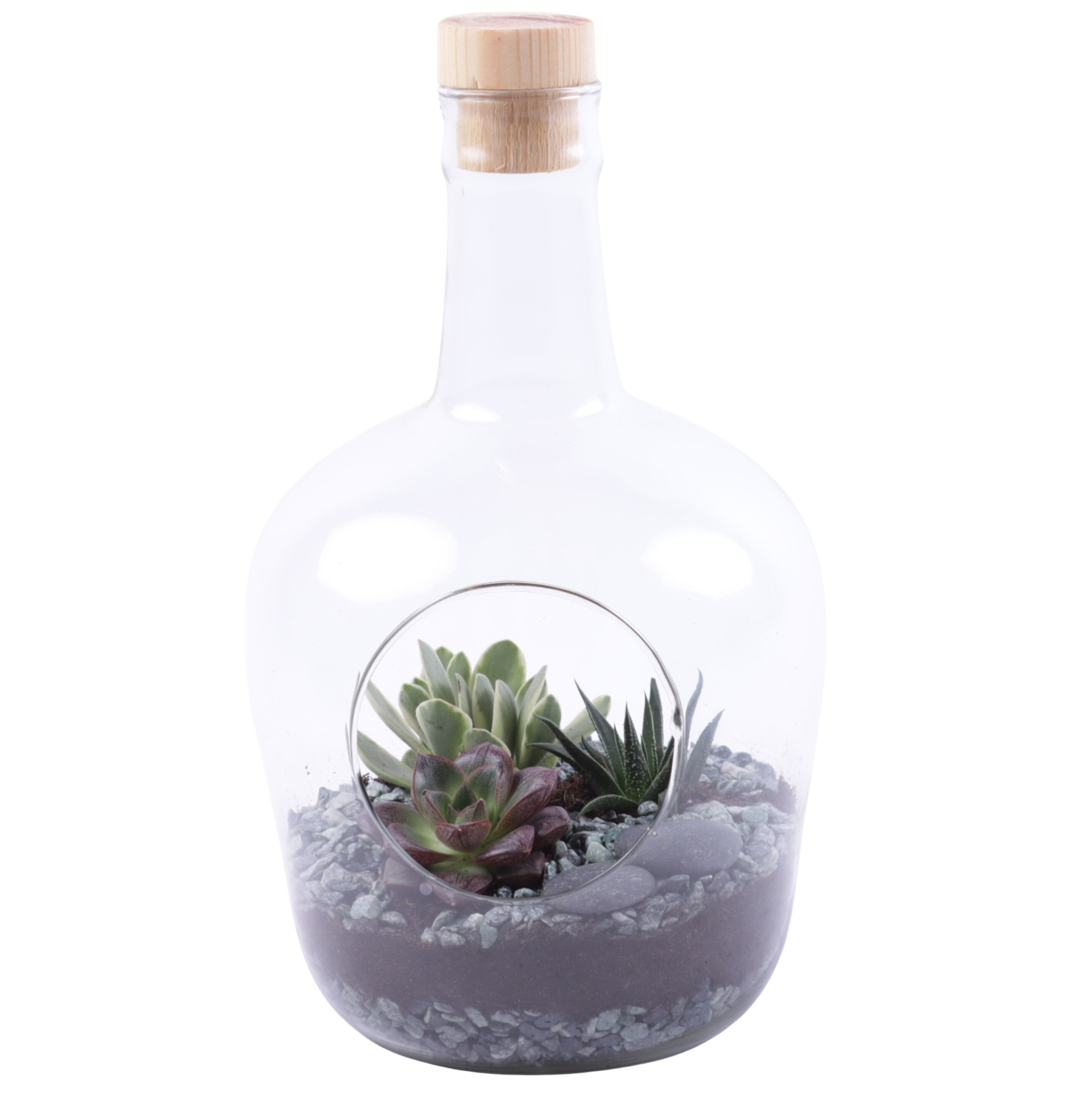 Yearround Arr. Succulent Glass Terrarium Ø18cm 3PP, D 18 cm