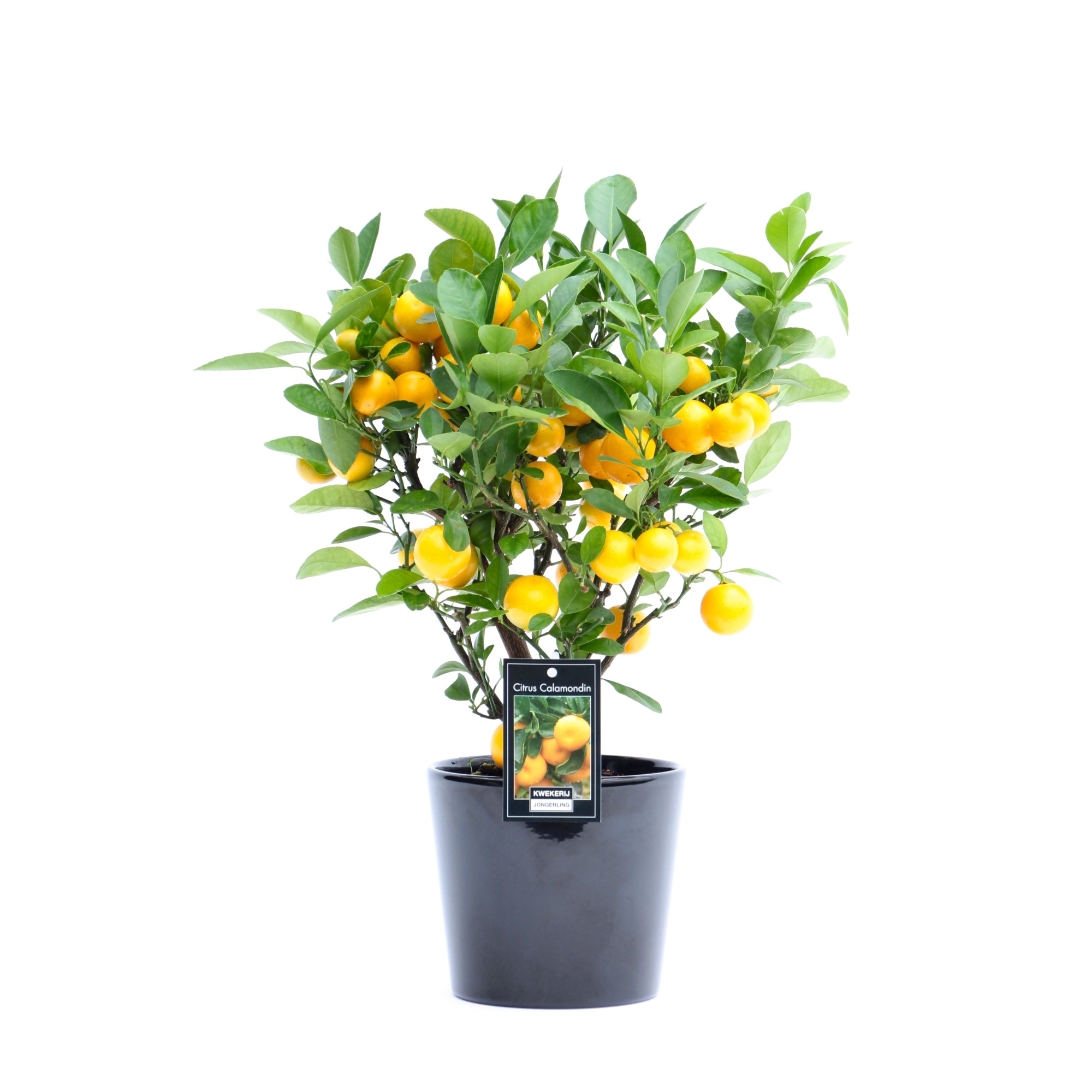 Calamondin in Keramiek Roma, D 16