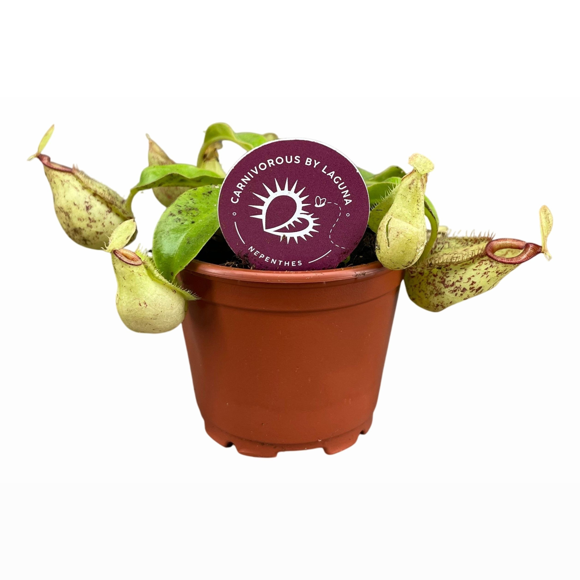 Nepenthes Hookerina 8,5 cm, D 8,5 cm
