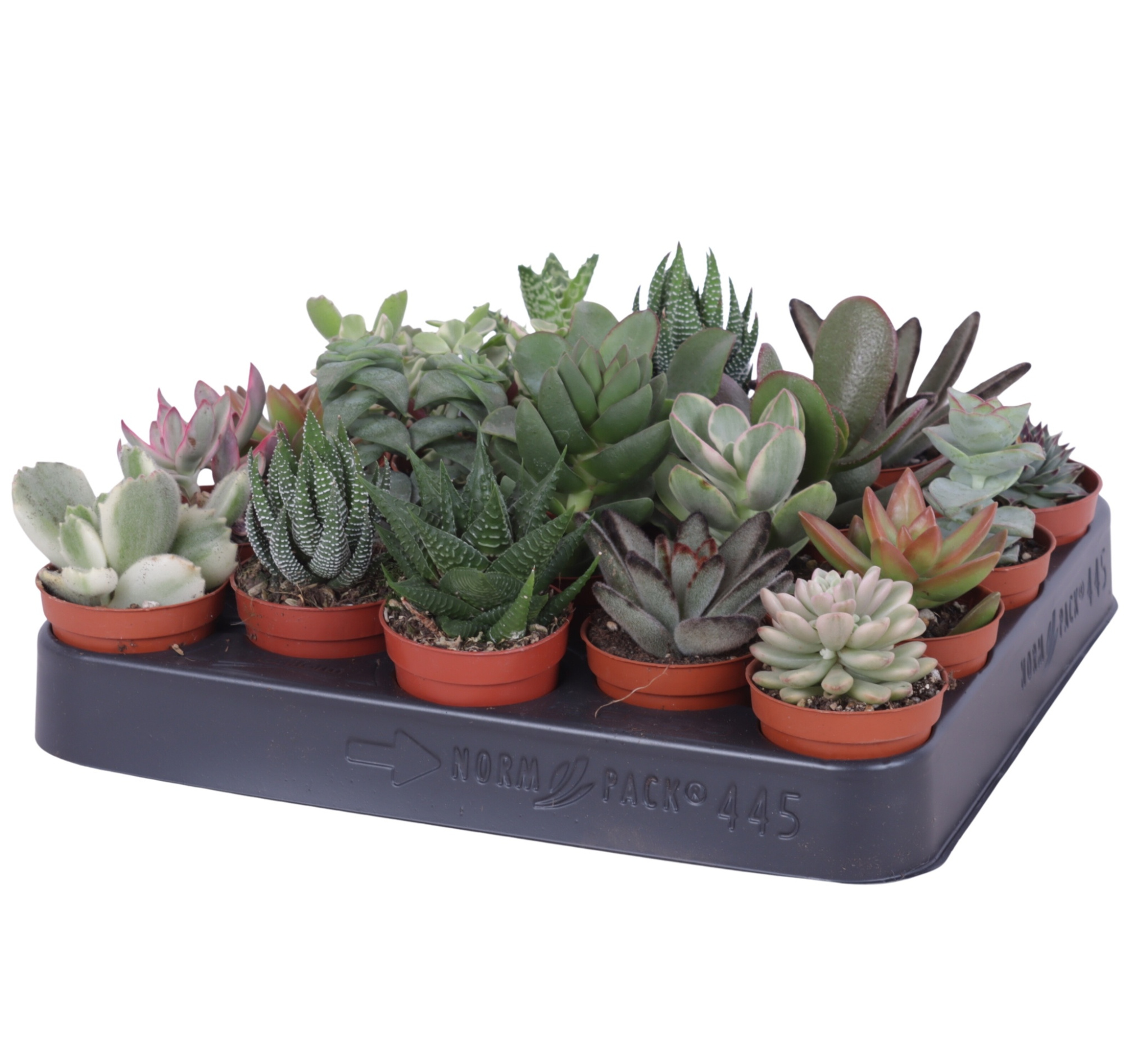 Succulenten mix 5,5 cm, D 5,5