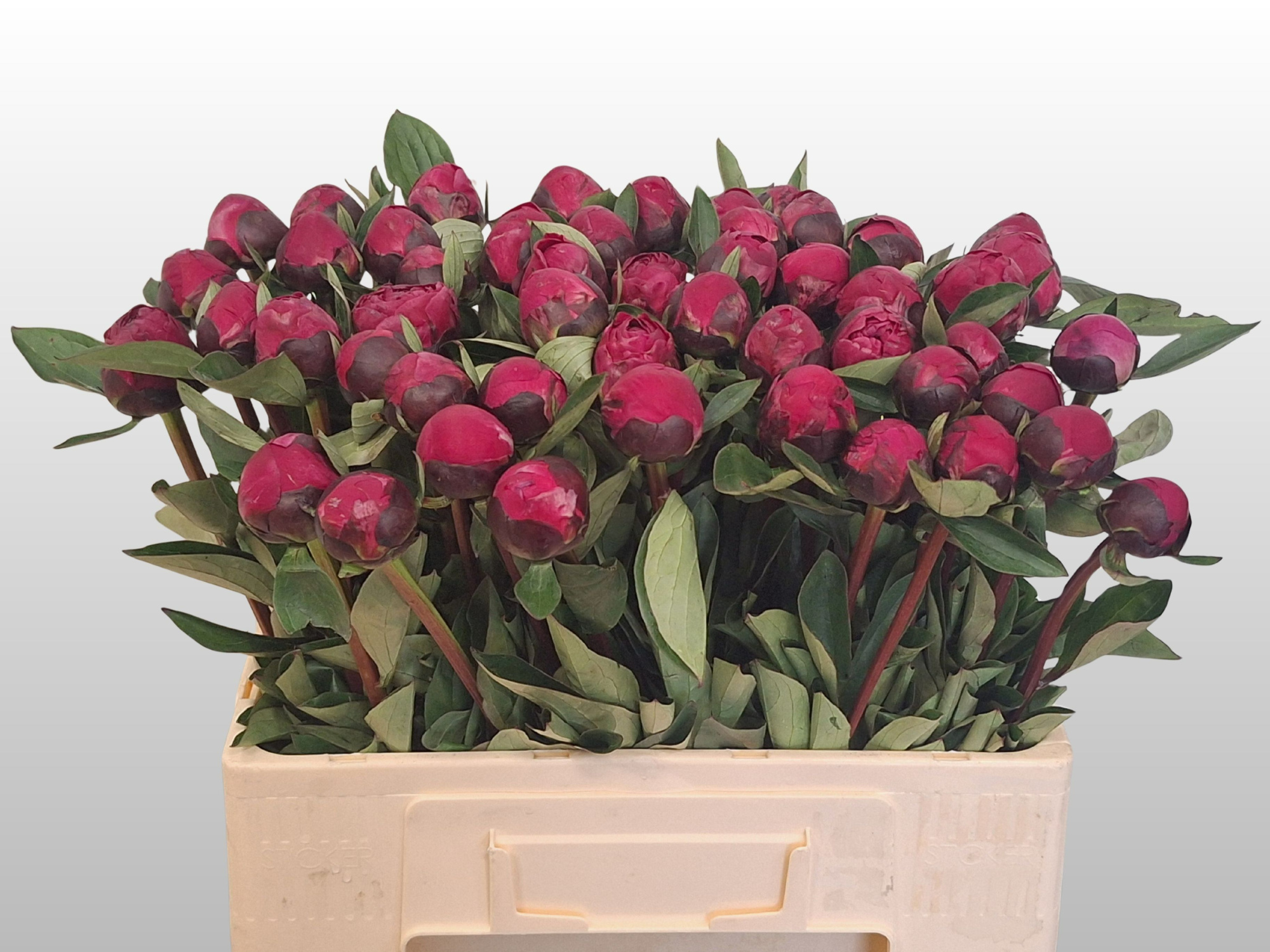 Пион Рэд Сара Бернар 55 (ярко-роз.), шт.