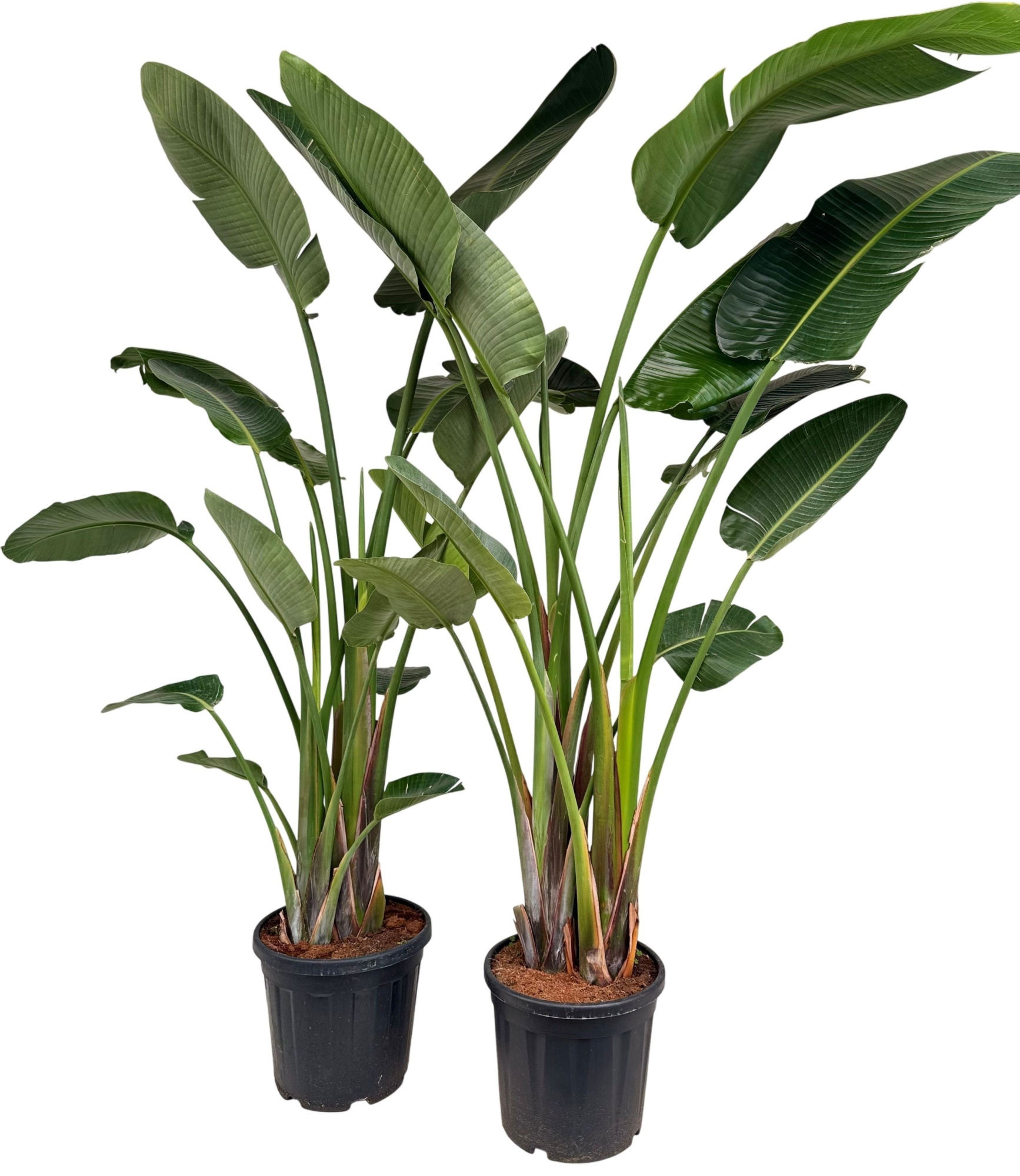 Strelitzia nicolai P35 3PP, D 35