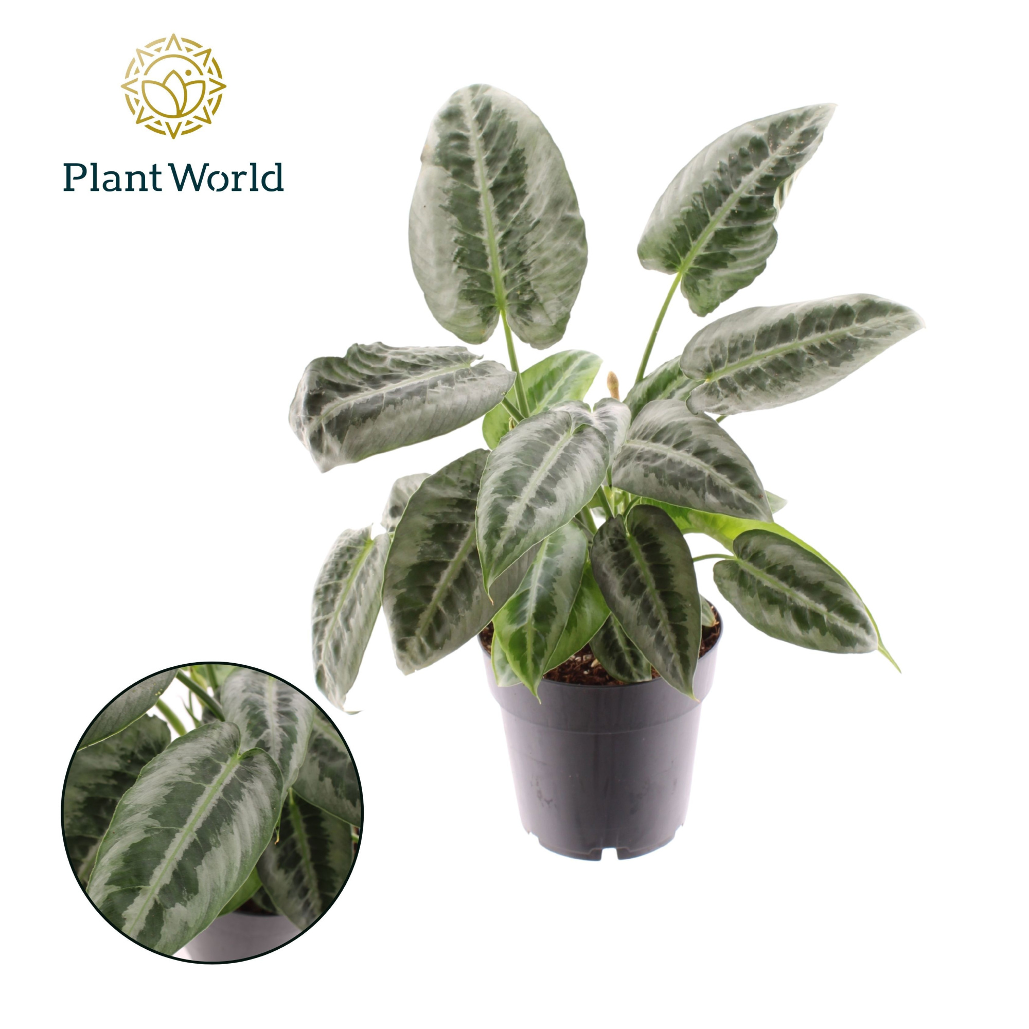 Schismatoglottus Mottleyana, D 14 cm