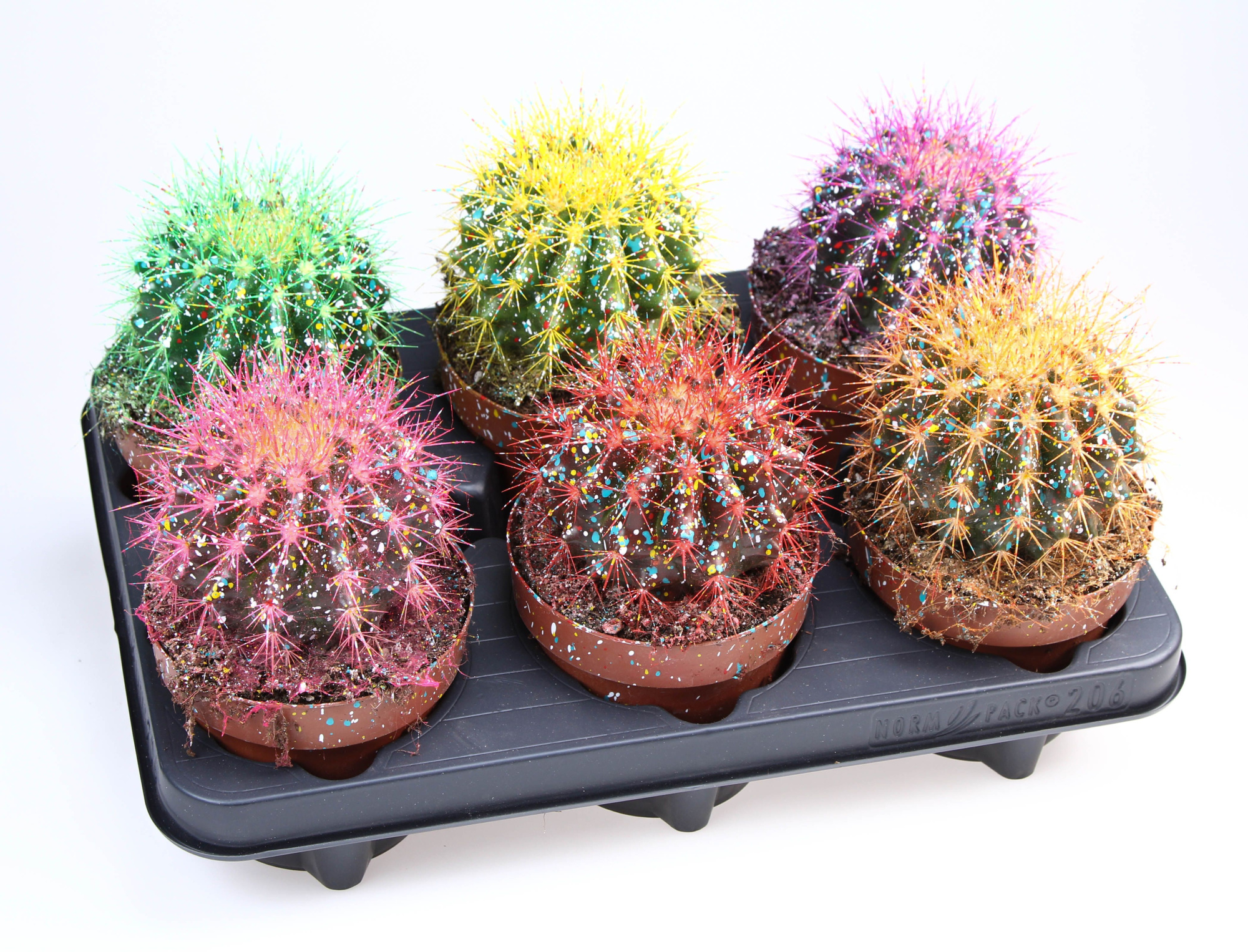 Grusonii rainbow sprinkle mix, D 12