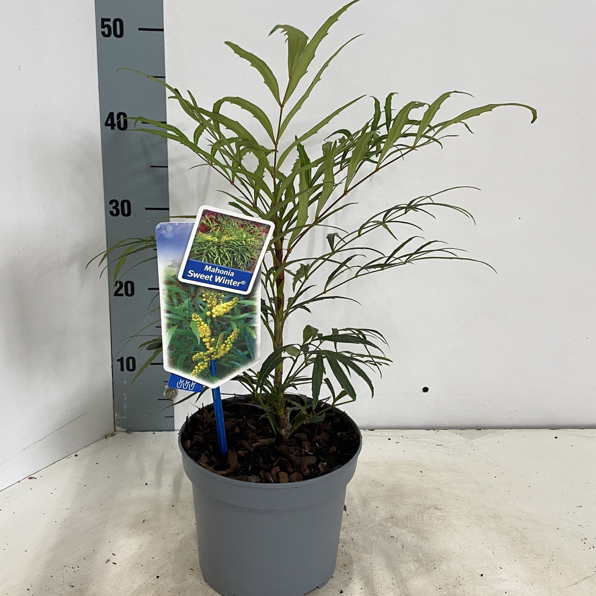 Mahonia Sweet Winter® ('Miniganpi'PBR), D 17 cm