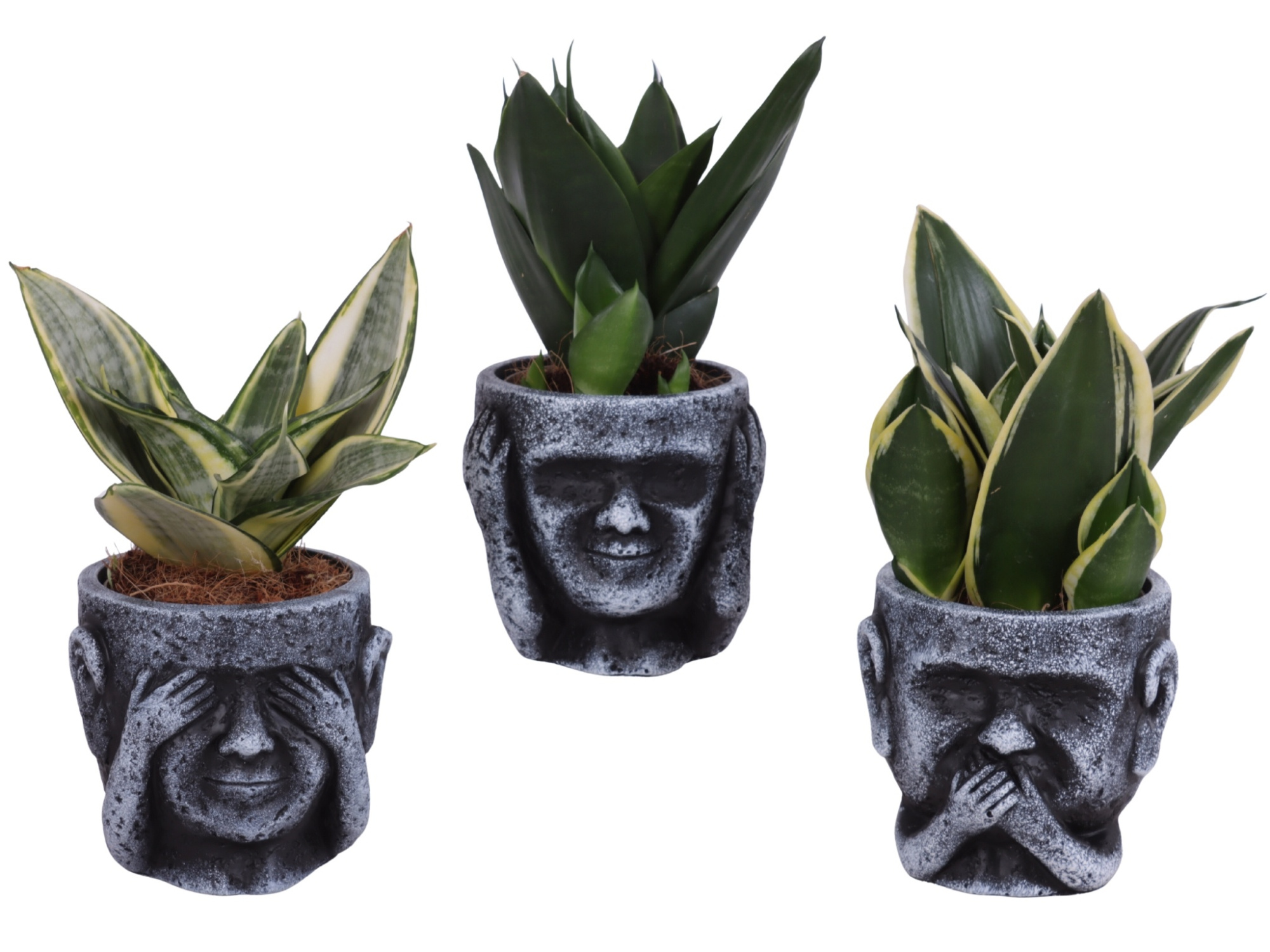 Sansevieria Compacta mix Ø09cm in Ceramic pot Ø12cm, D 12