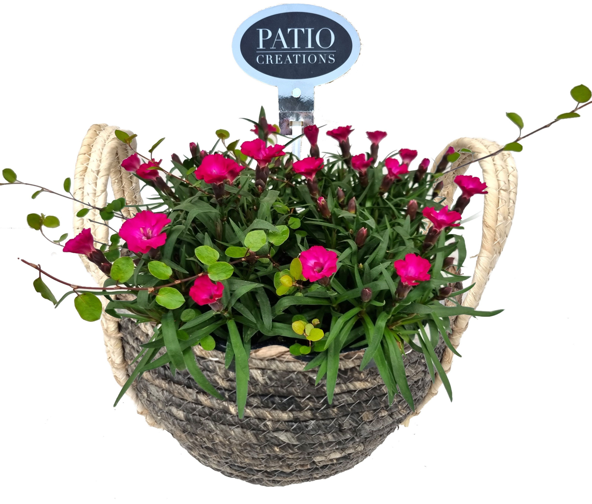 DI780-9323 Dianthus/Muehlenbeckia Levi rond, D 23