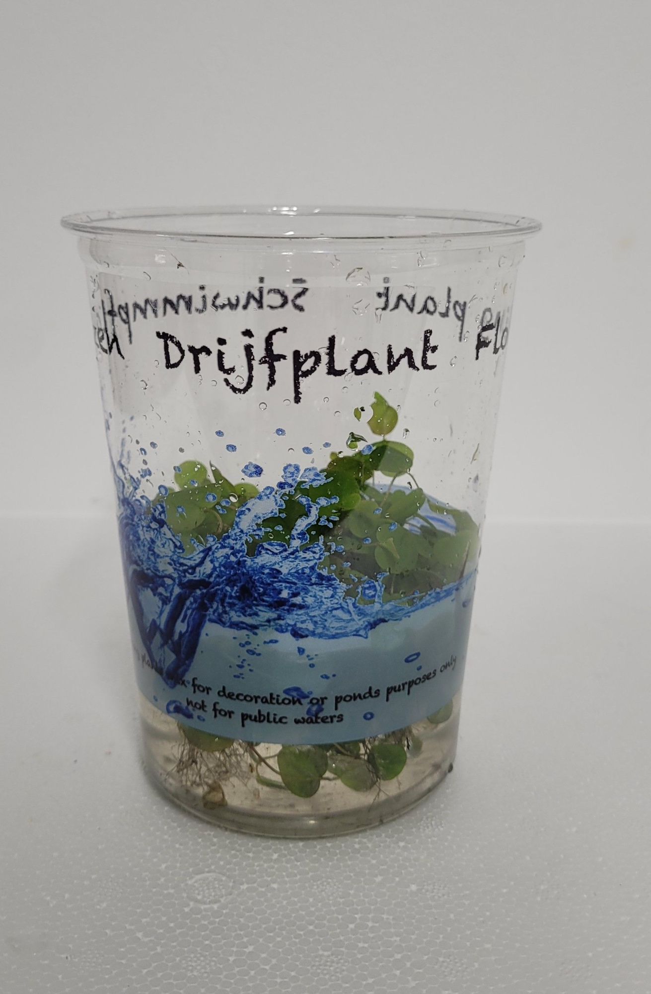 490-Phyllanthus fluitans, D 12 cm