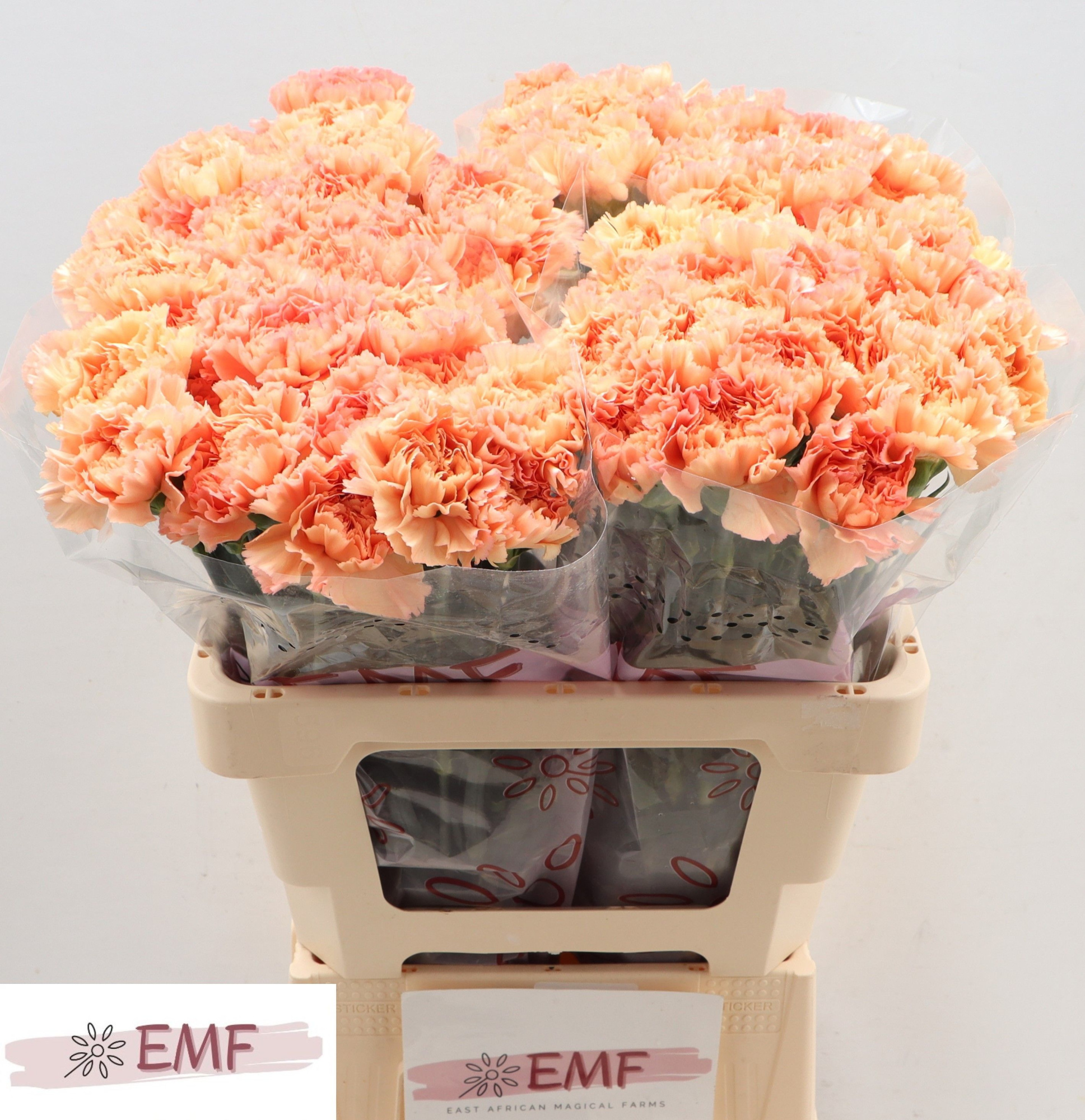 Диантус од. Мэган, шт.