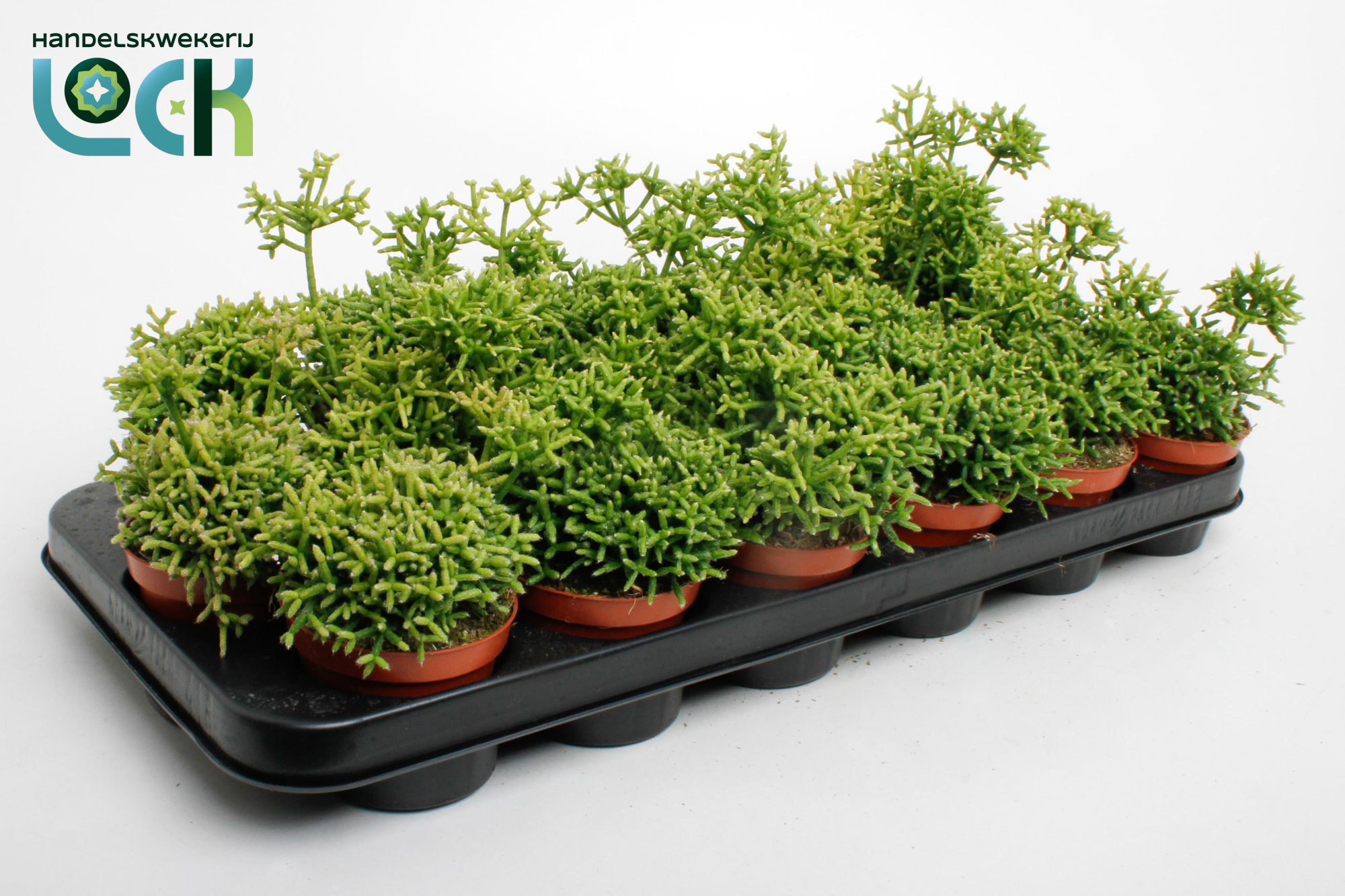 Rhipsalis Heteroclada, D 8,5