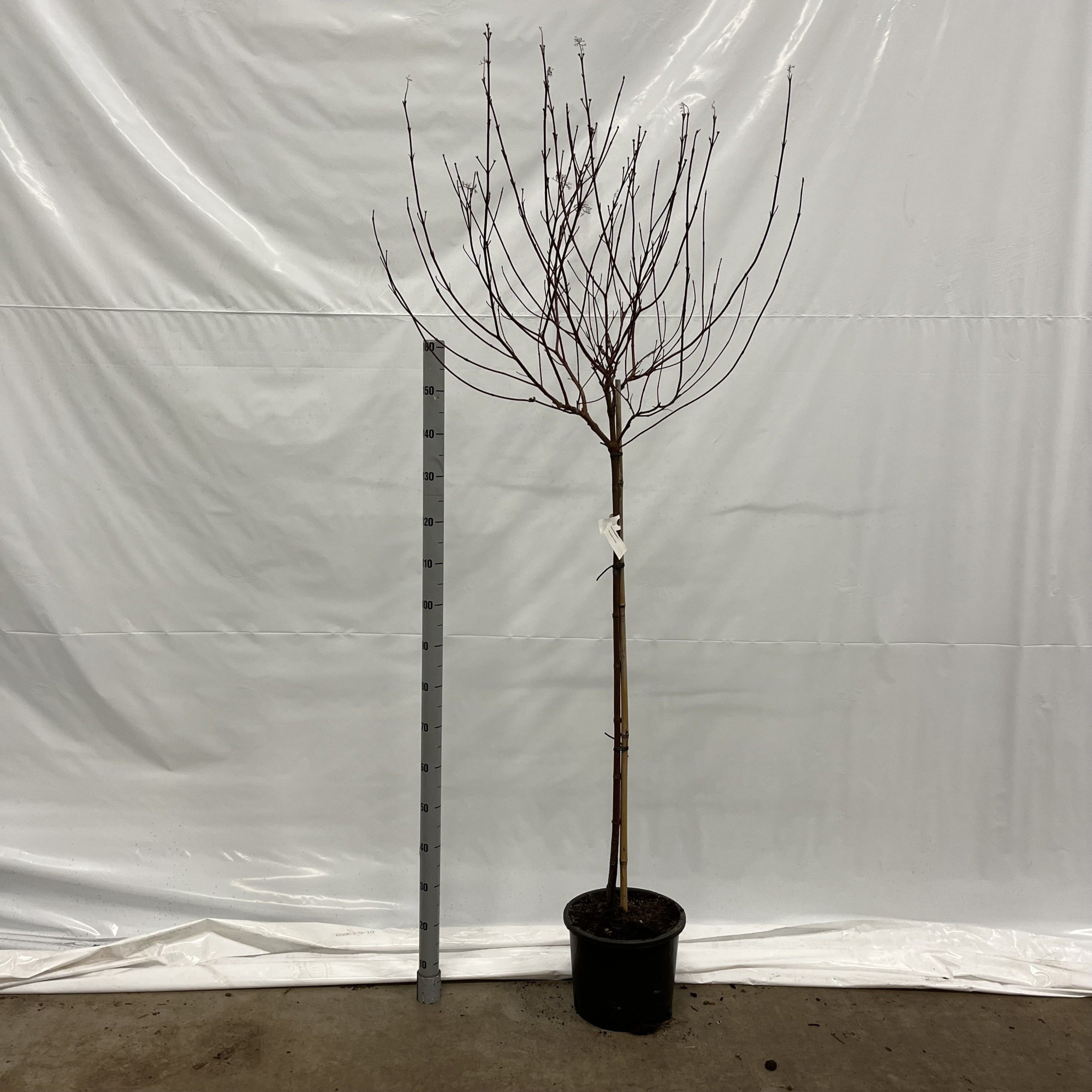 Cornus alba 'Elegantissima' --stam 120 cm 2jr. kroon, D 32 cm