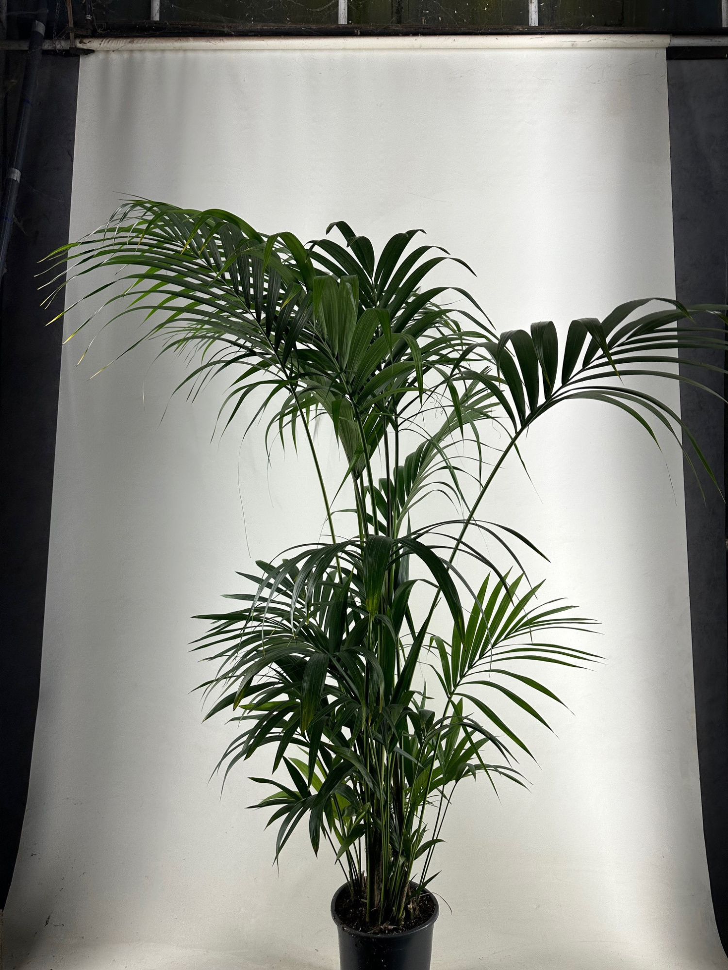 KENTIA - P27 H220 - 10PP -(Howea forsteriana), D 27