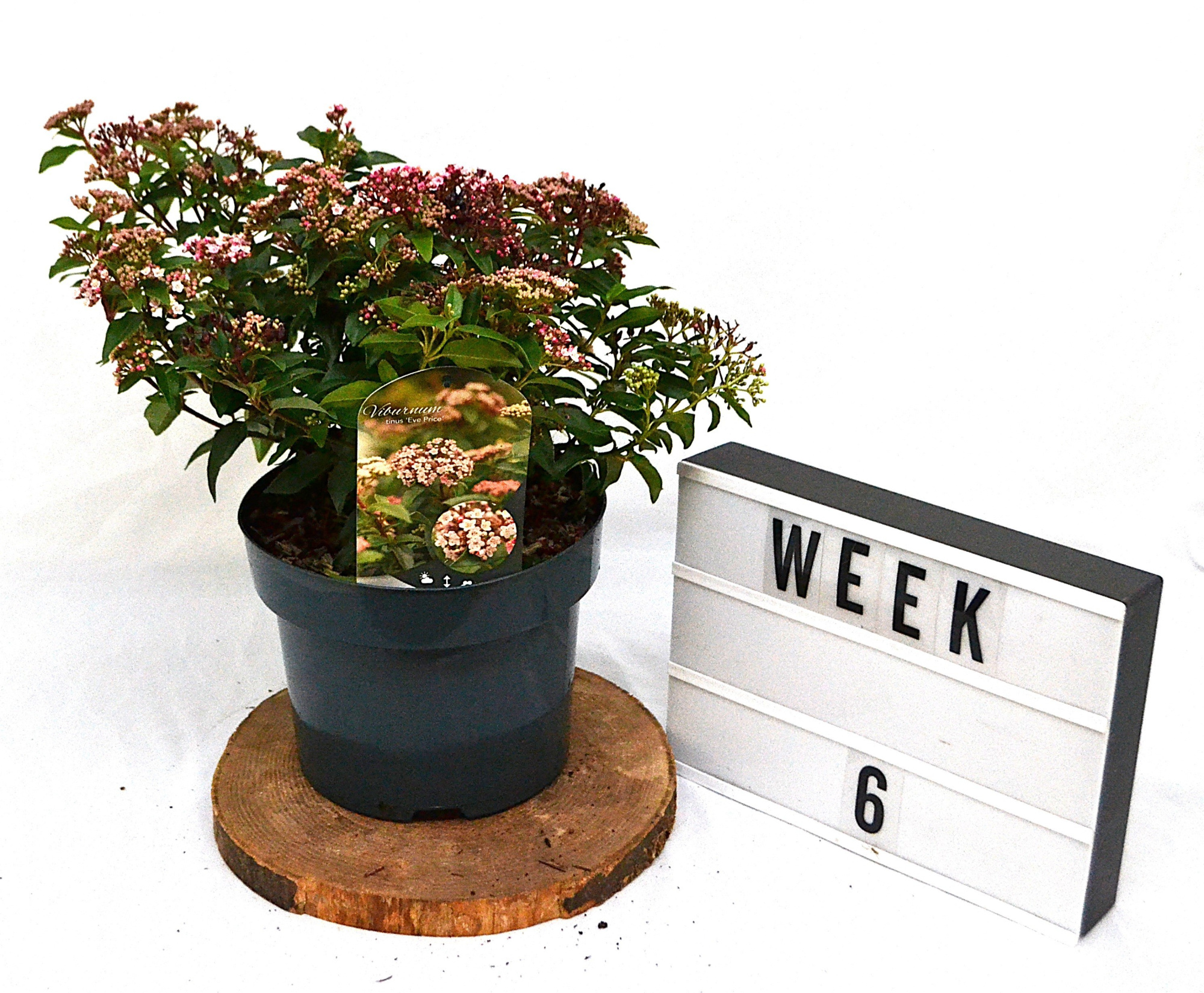 Viburnum tinus Eve Price C5, D 23