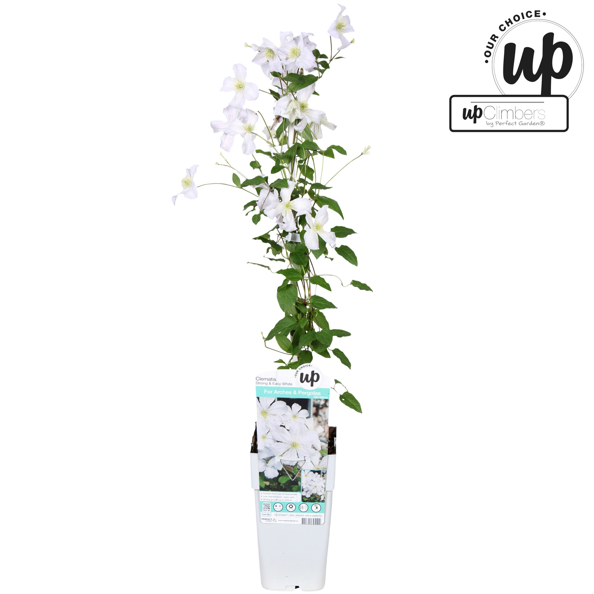 Clematis Strong and Easy White - White Prince Charles P15, D 15