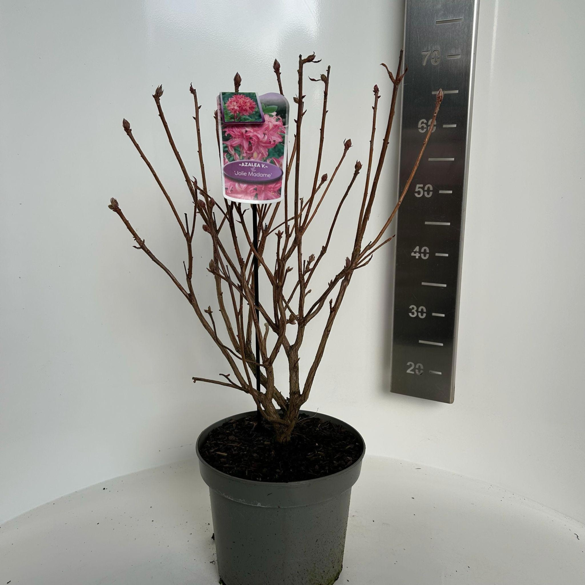 Rhododendron (AK) 'Jolie Madame', D 23