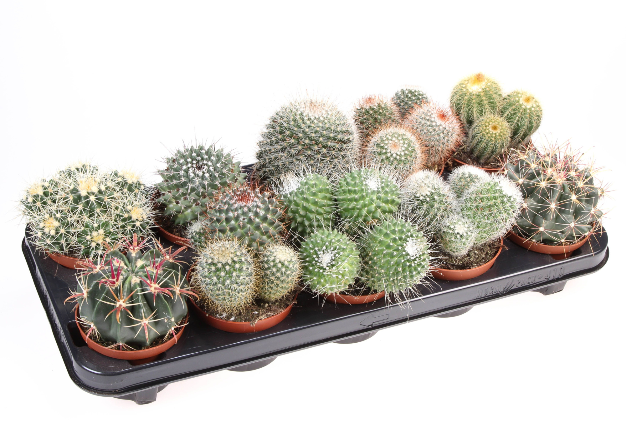 Cactus bol mix, D 10,5 cm
