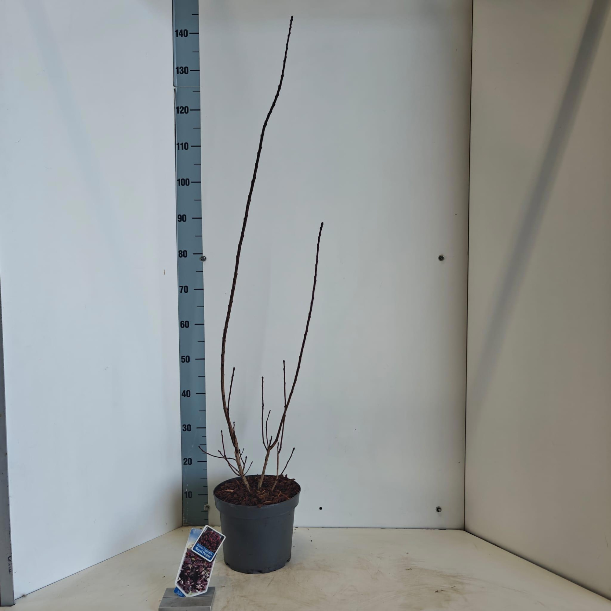 Cotinus cog. 'Royal Purple', D 23