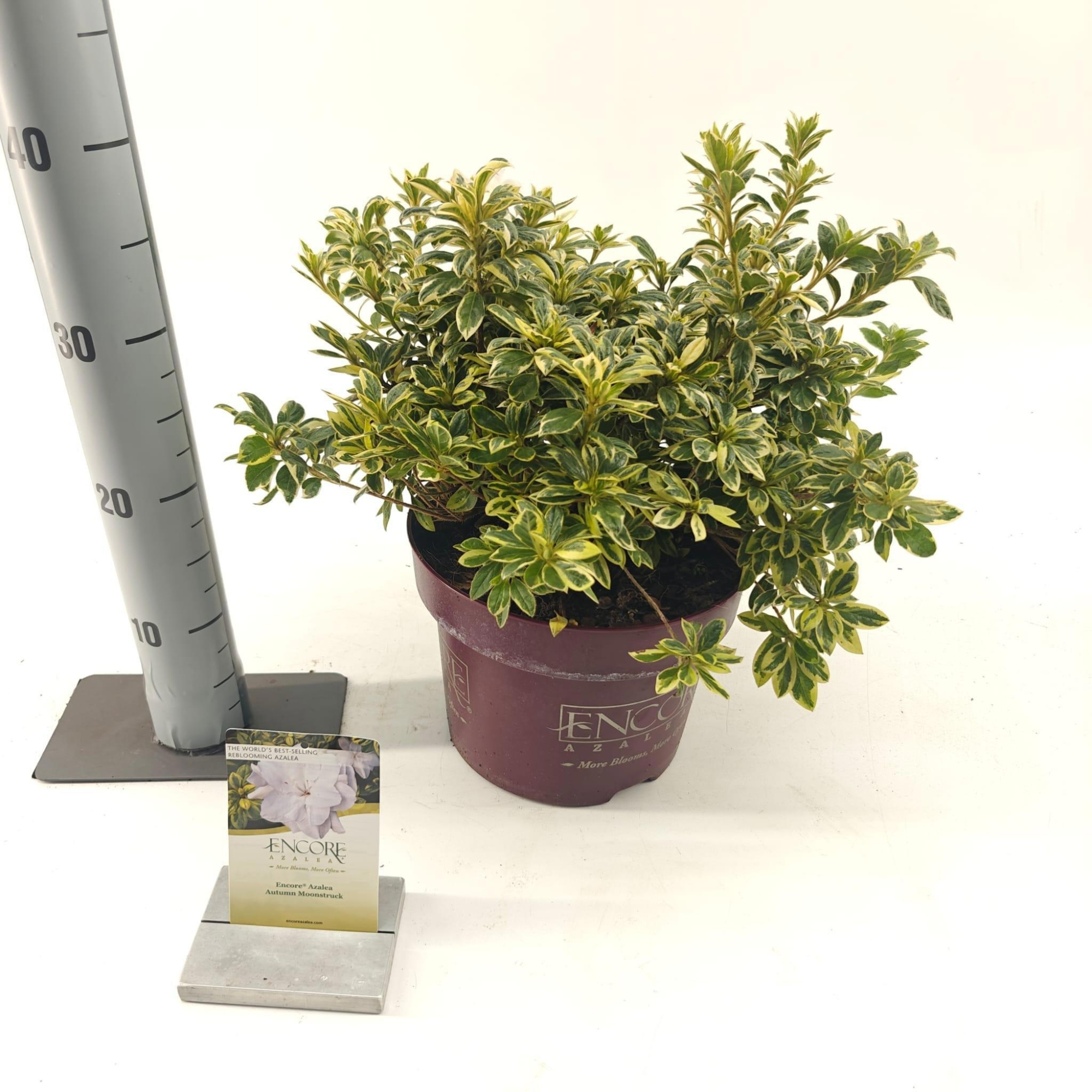 Rhododendron ENCORE® Autumn Moonstruck ('Roblezf'PBR), D 23