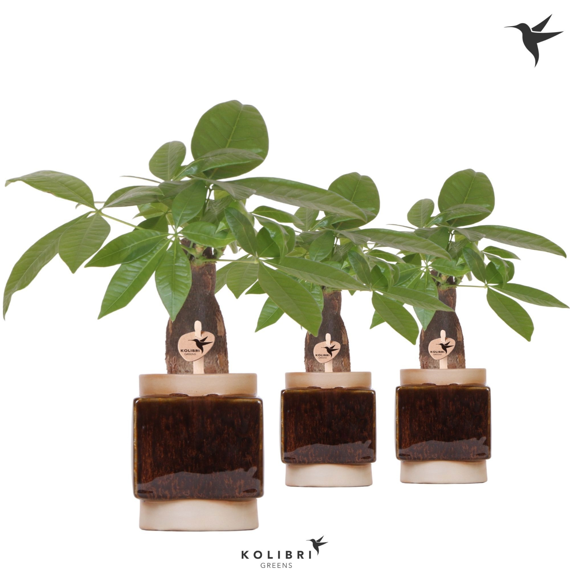 Kolibri Greens Pachira in Classy Cube pot, D 9 cm