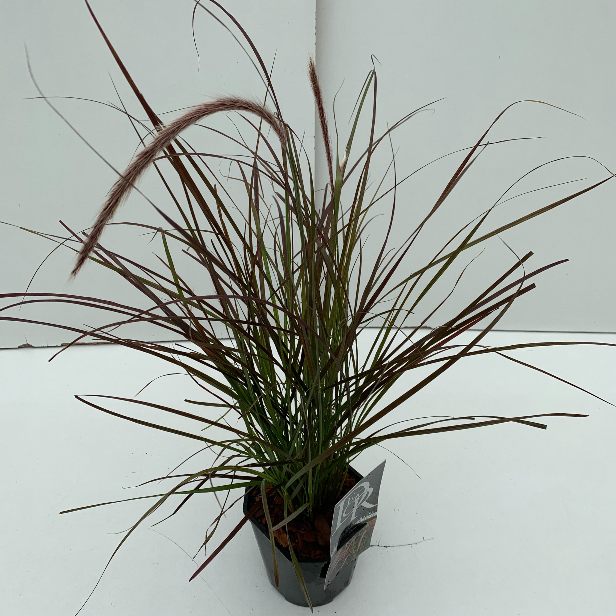 Pennisetum 'Rubrum Dwarf', D 17 cm