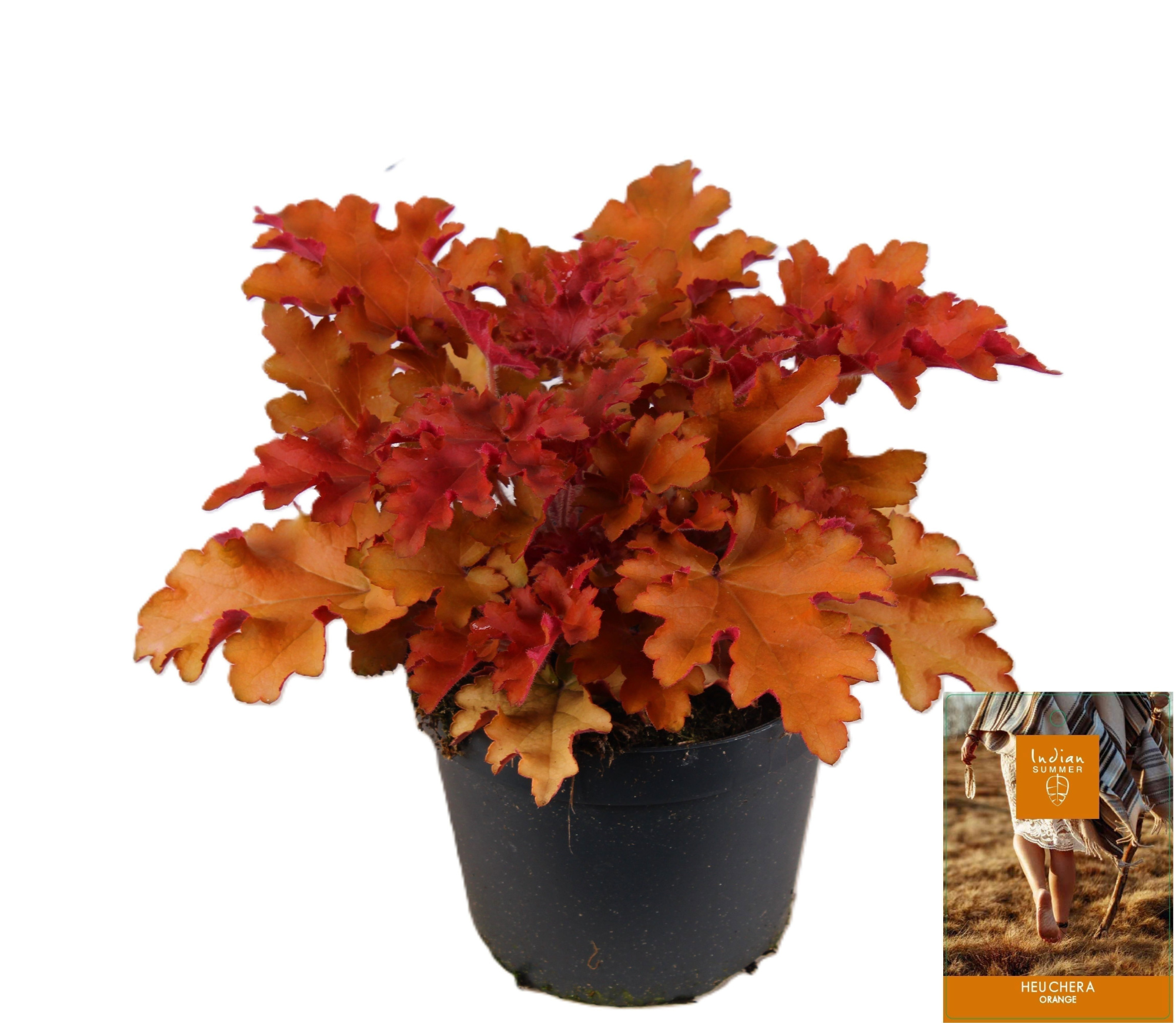 Heuchera Indian Summer Orange, D 15 cm