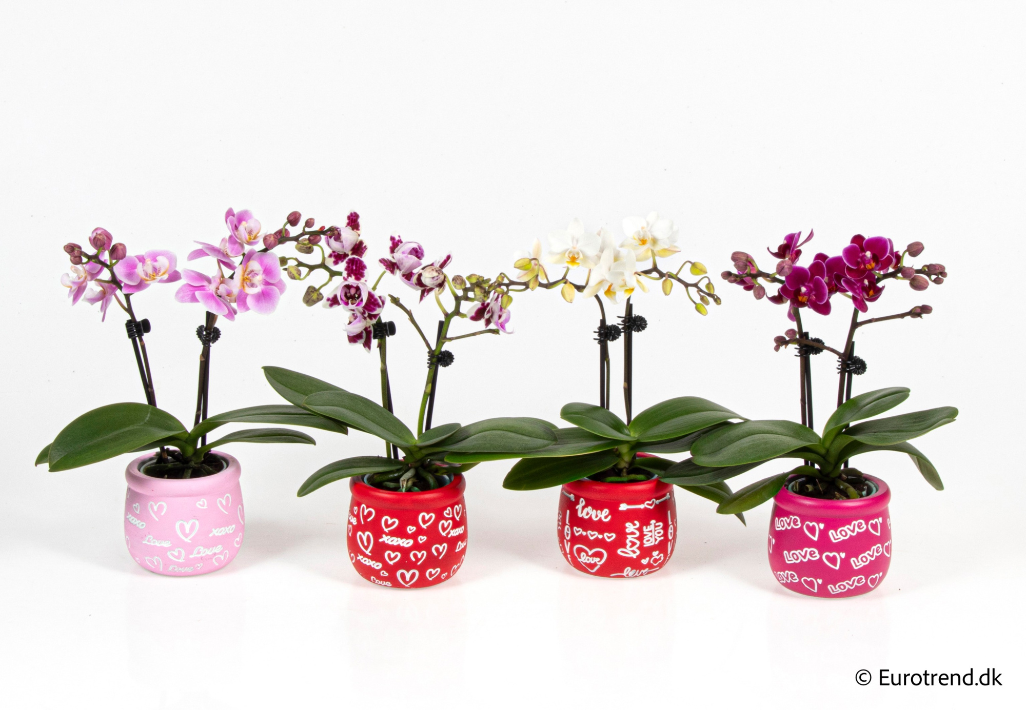 Phalaenopsis in Valentine ceramic 2026, D 6