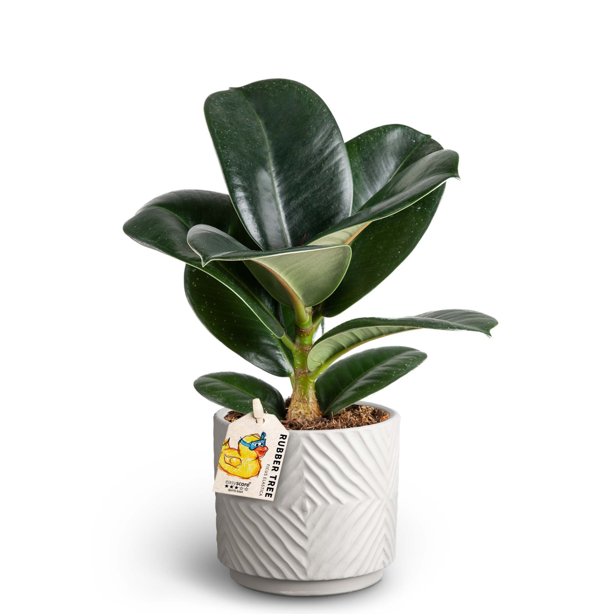Dune Sand, Ficus elastica ´Sofia´, D 10 cm