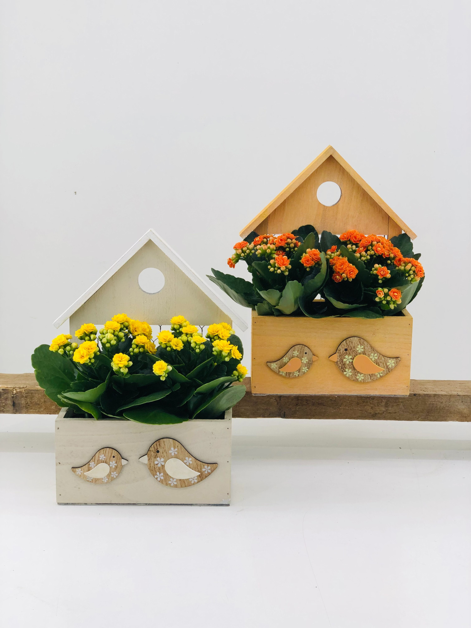 26P08 Vogelhuis met Kalanchoe, D 22