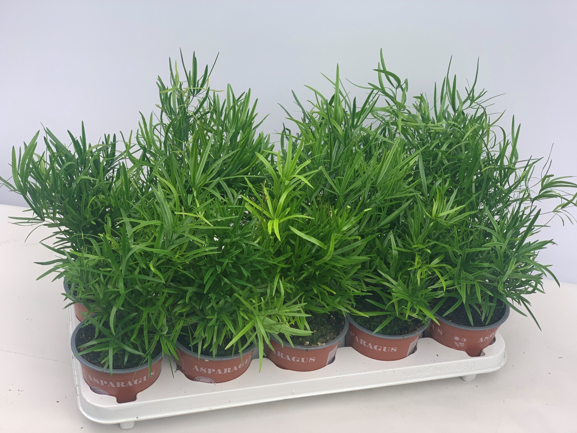 Asparagus Falcatus, D 12 cm