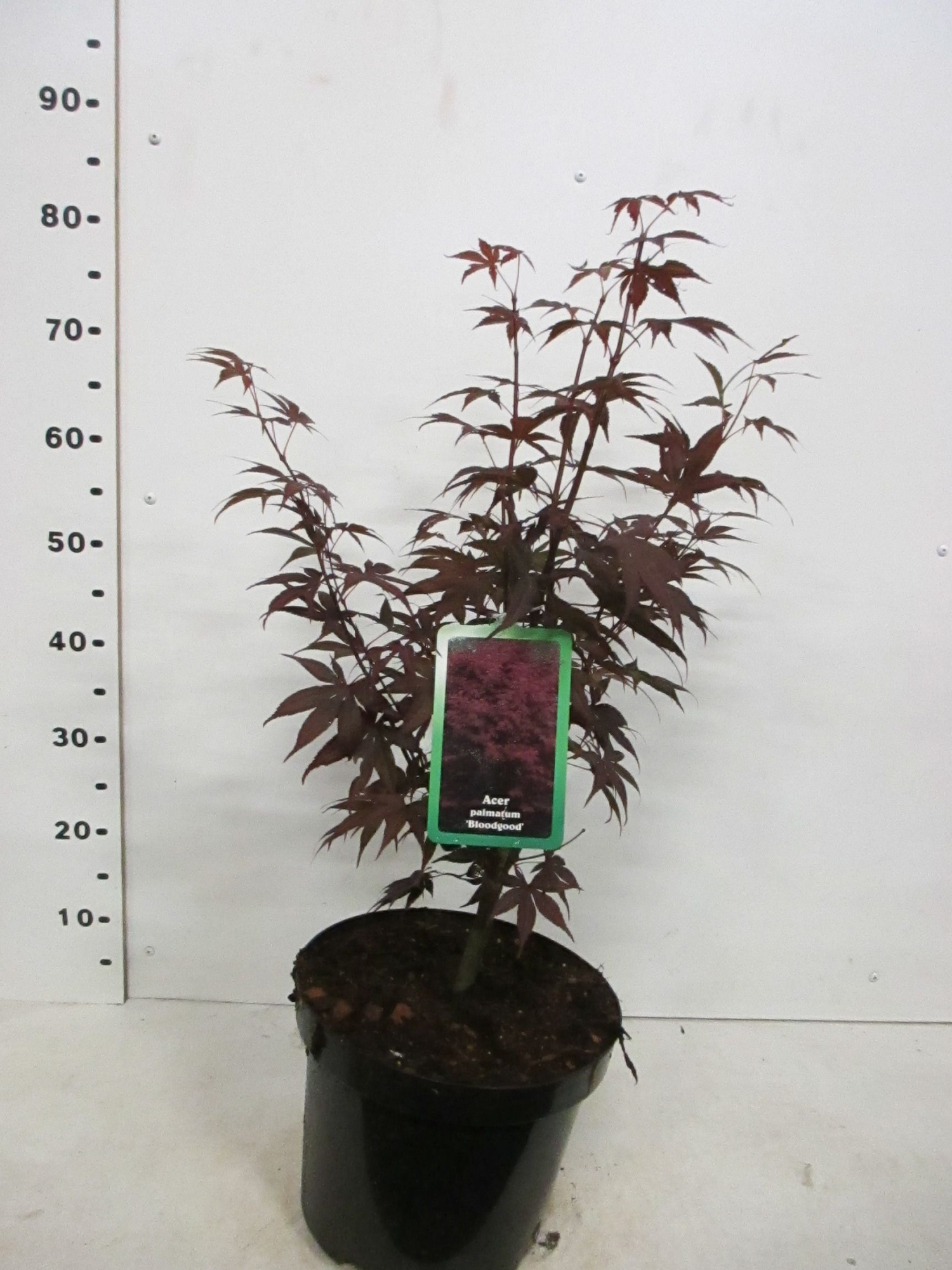 Acer palm. Bloodgood 50-60 P26, D 26 cm