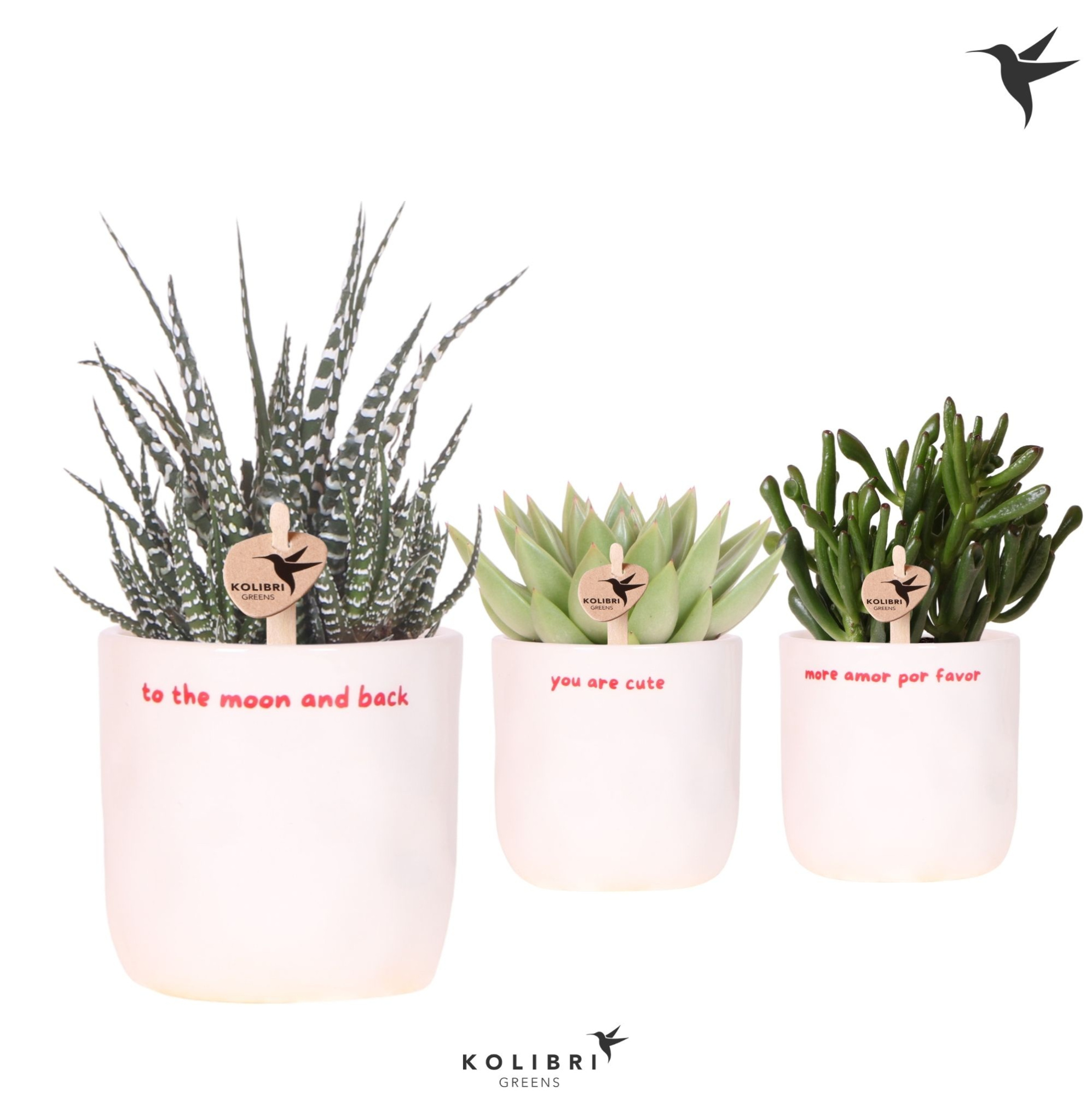 Kolibri Greens Succulenten mix in Love pot mix, D 9 cm
