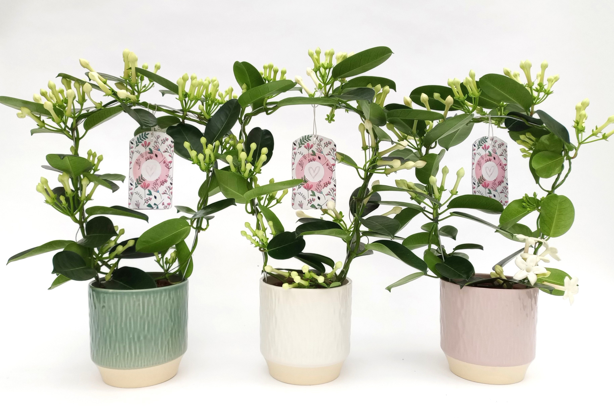 Fleur Parfum 10 + Luna 3 Kl. + label, D 12