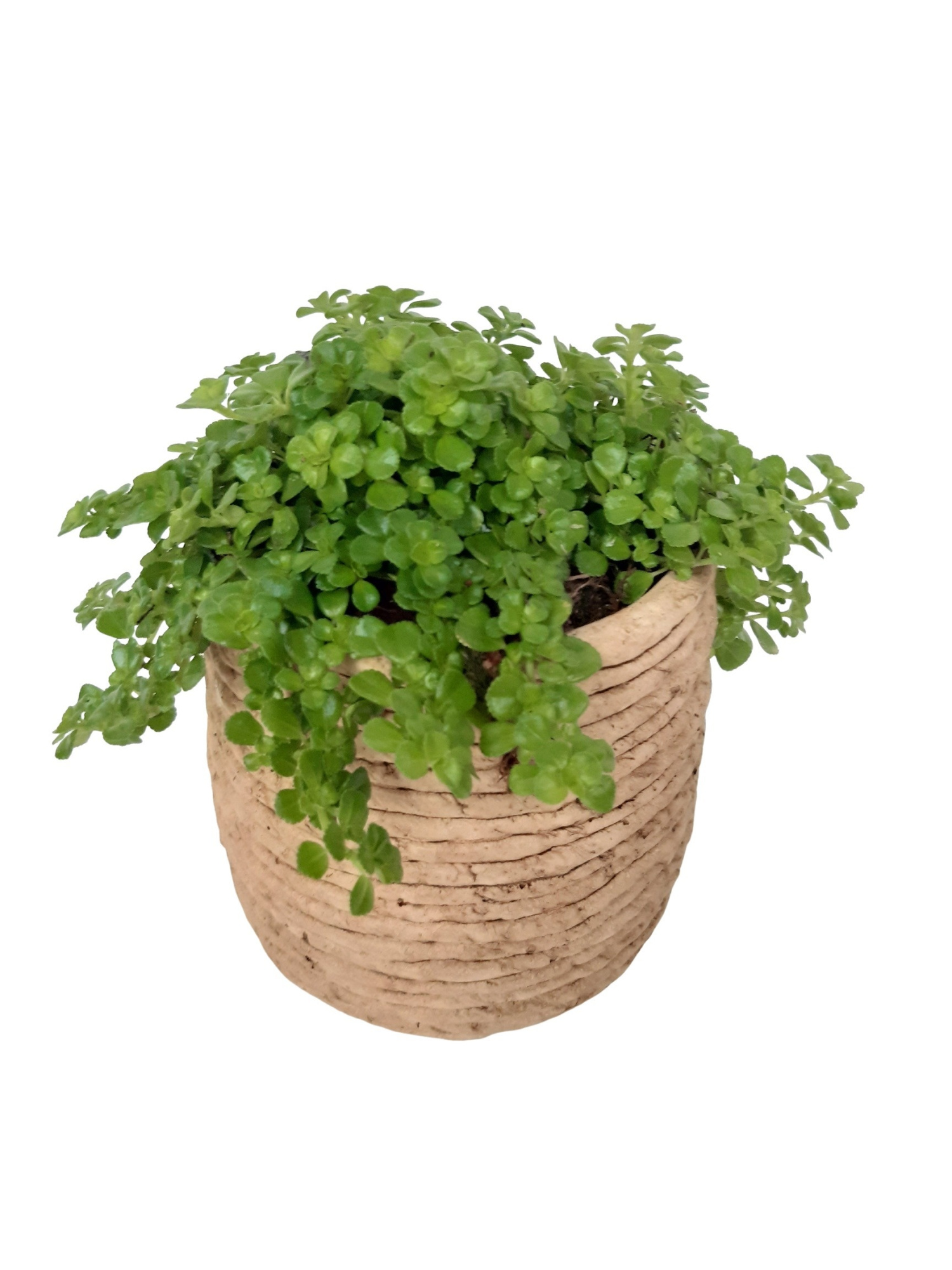 MPP14PIL Mandpot Palma Keramiek 14cm Pilea Depressa, D 14