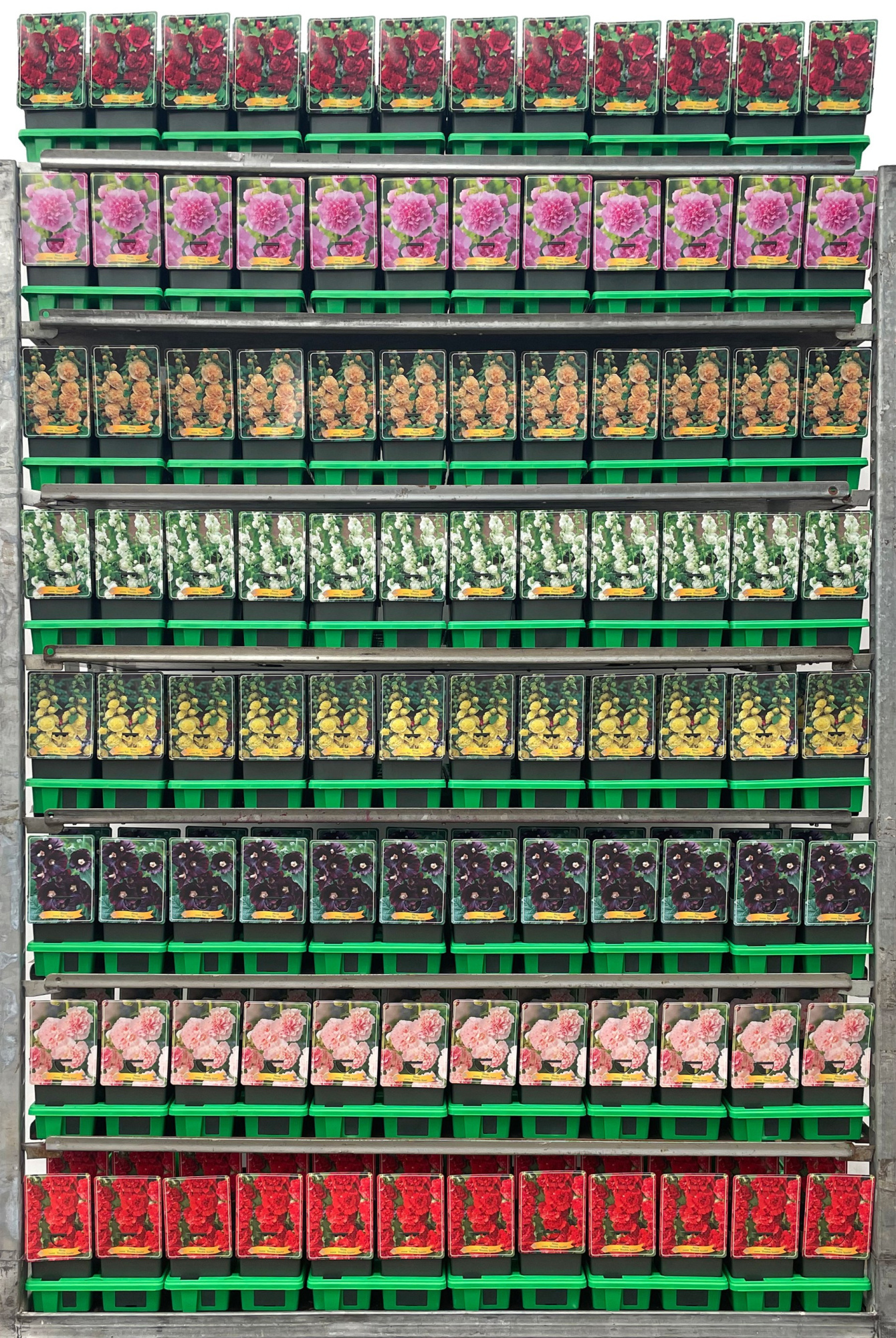 Alcea Mix CC P11, D 11