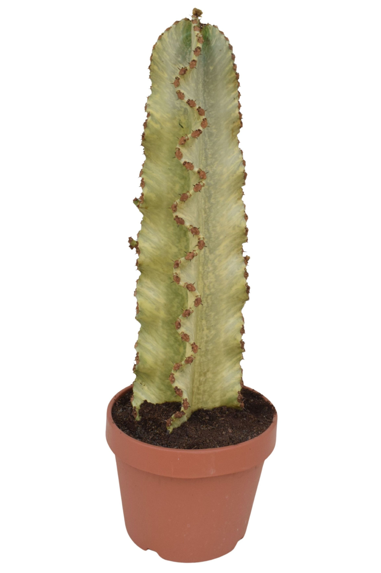 Euphorbia ingens P26 bont, D 26 cm