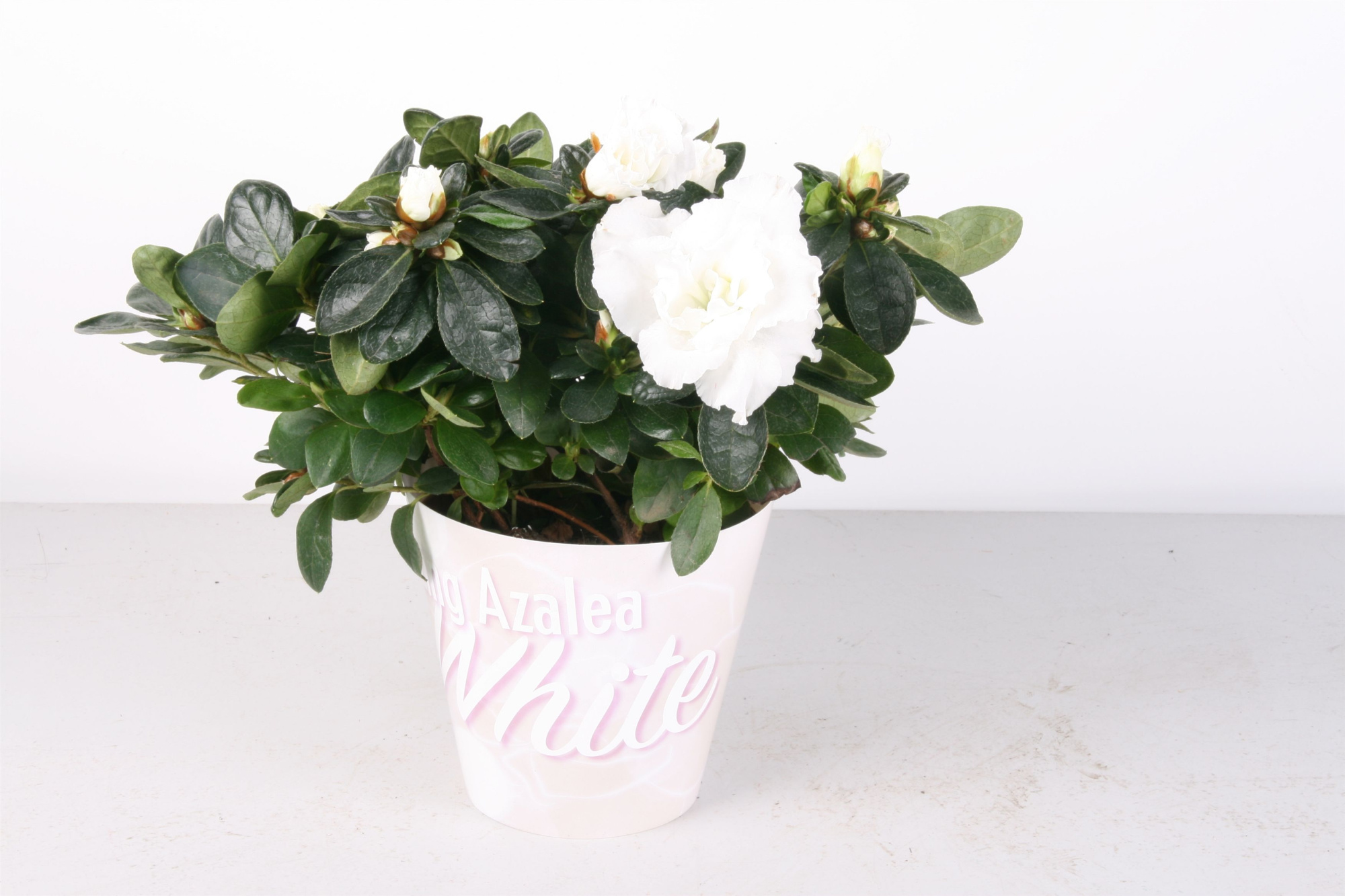 100 : Amazing Azalea White p12 in waterbestendige kartonnen cover jaarrond, D 12