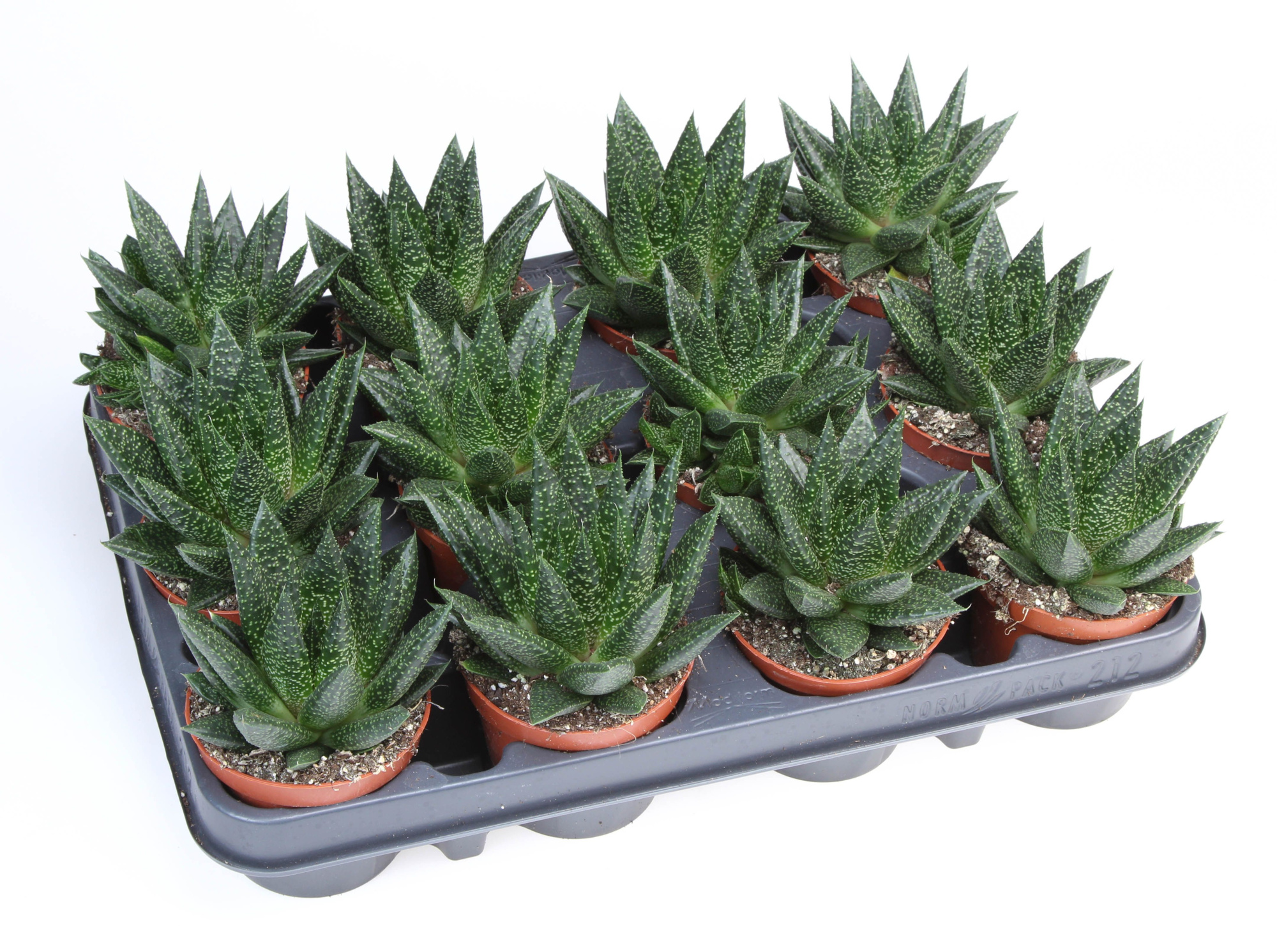 Gasteraloe flow, D 8,5 cm