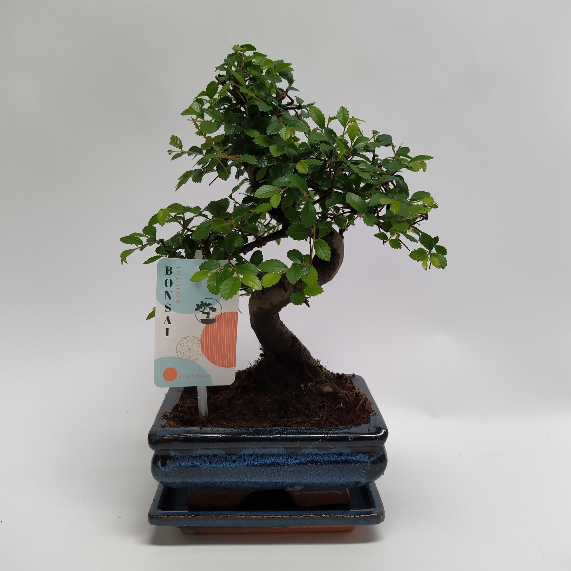 Zelkova S-shape Bonsai 'Traditional' 15 cm + Schotel, D 15