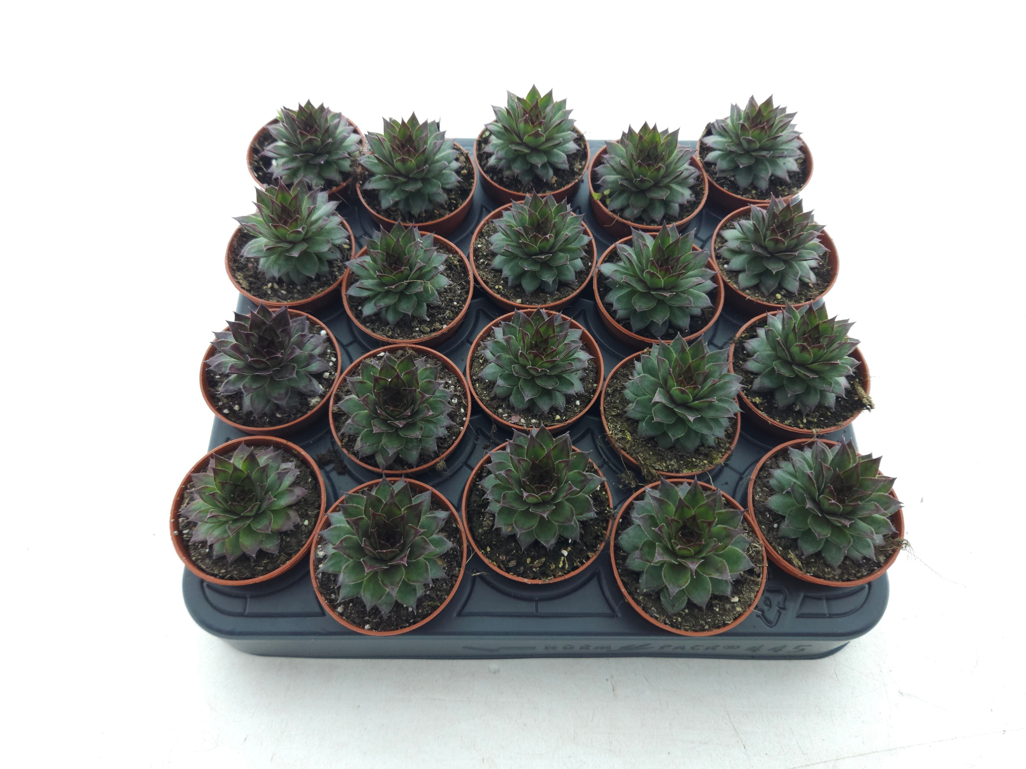 Sempervivum rood/groen, D 5,5 cm