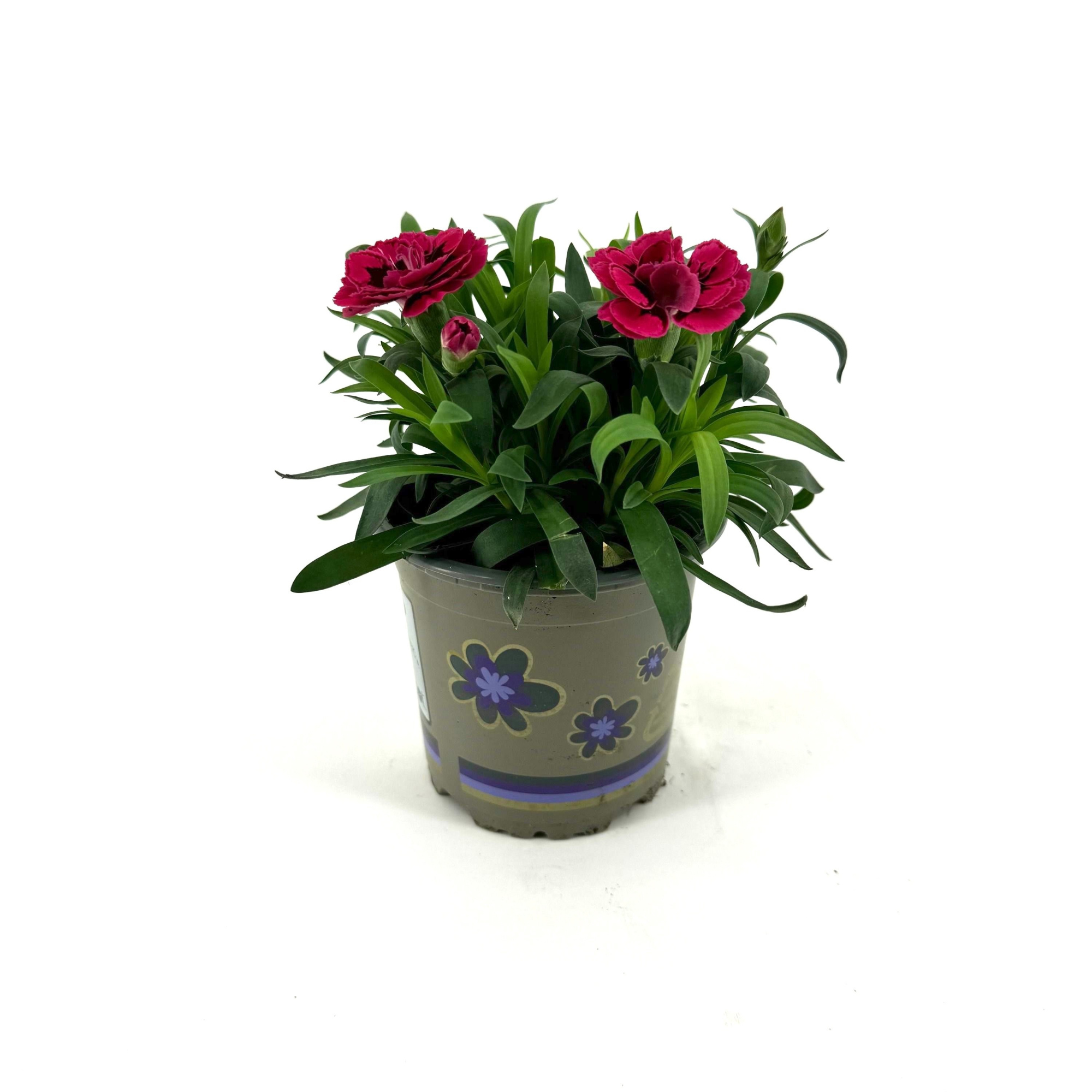 Dianthus 'Oscar' Purple Wings, D 11