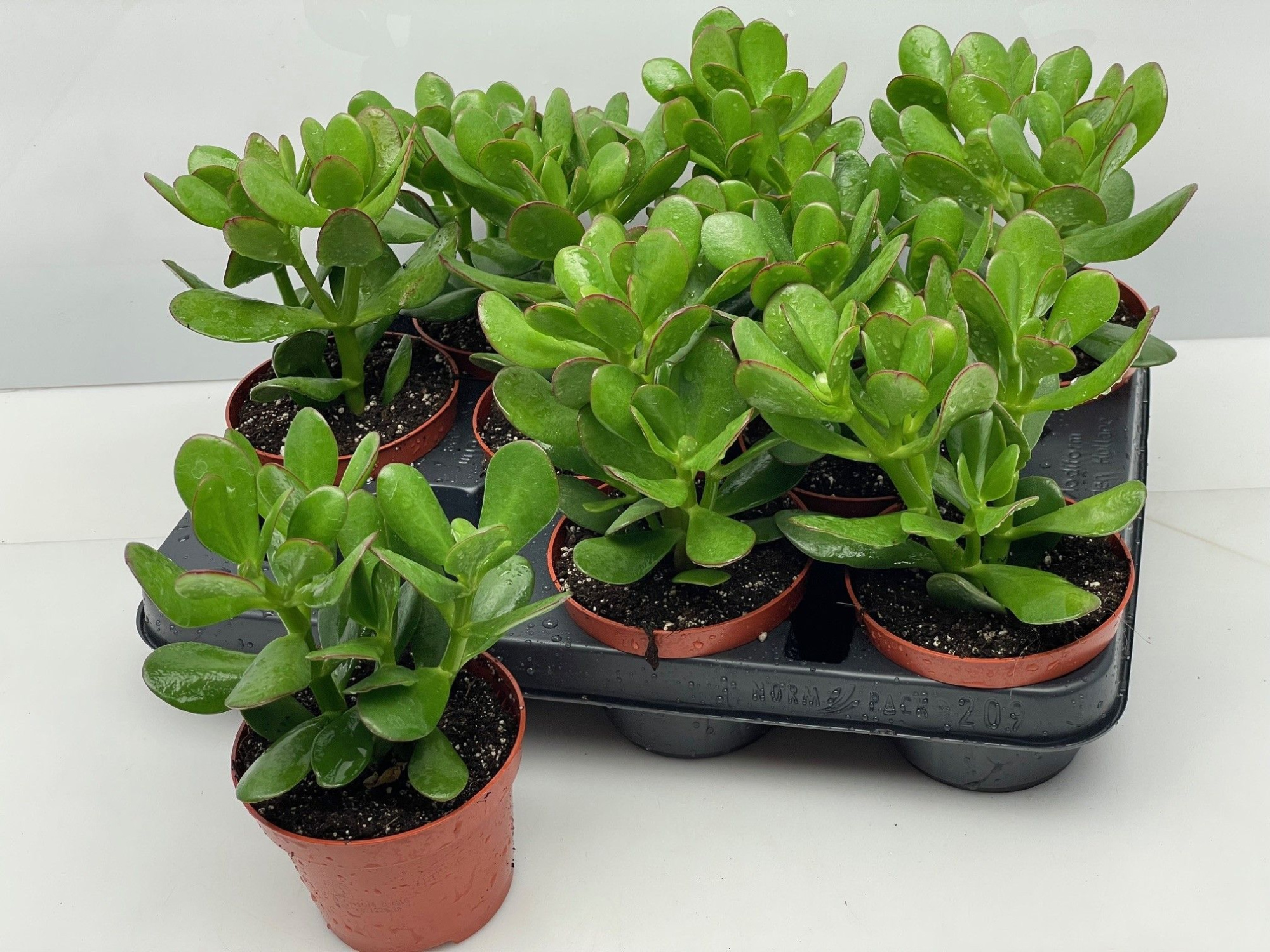 247 Crassula Ovata 15, D 15