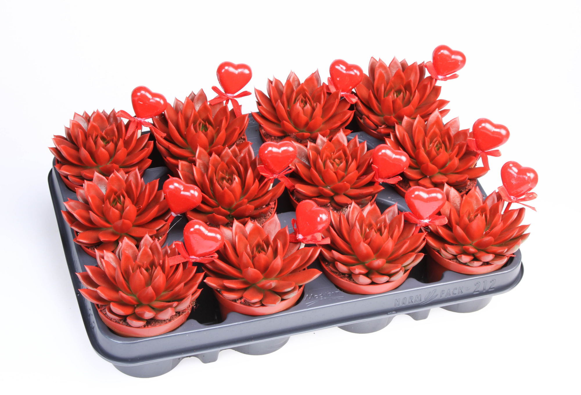 Miranda rood + hartje, D 8,5 cm