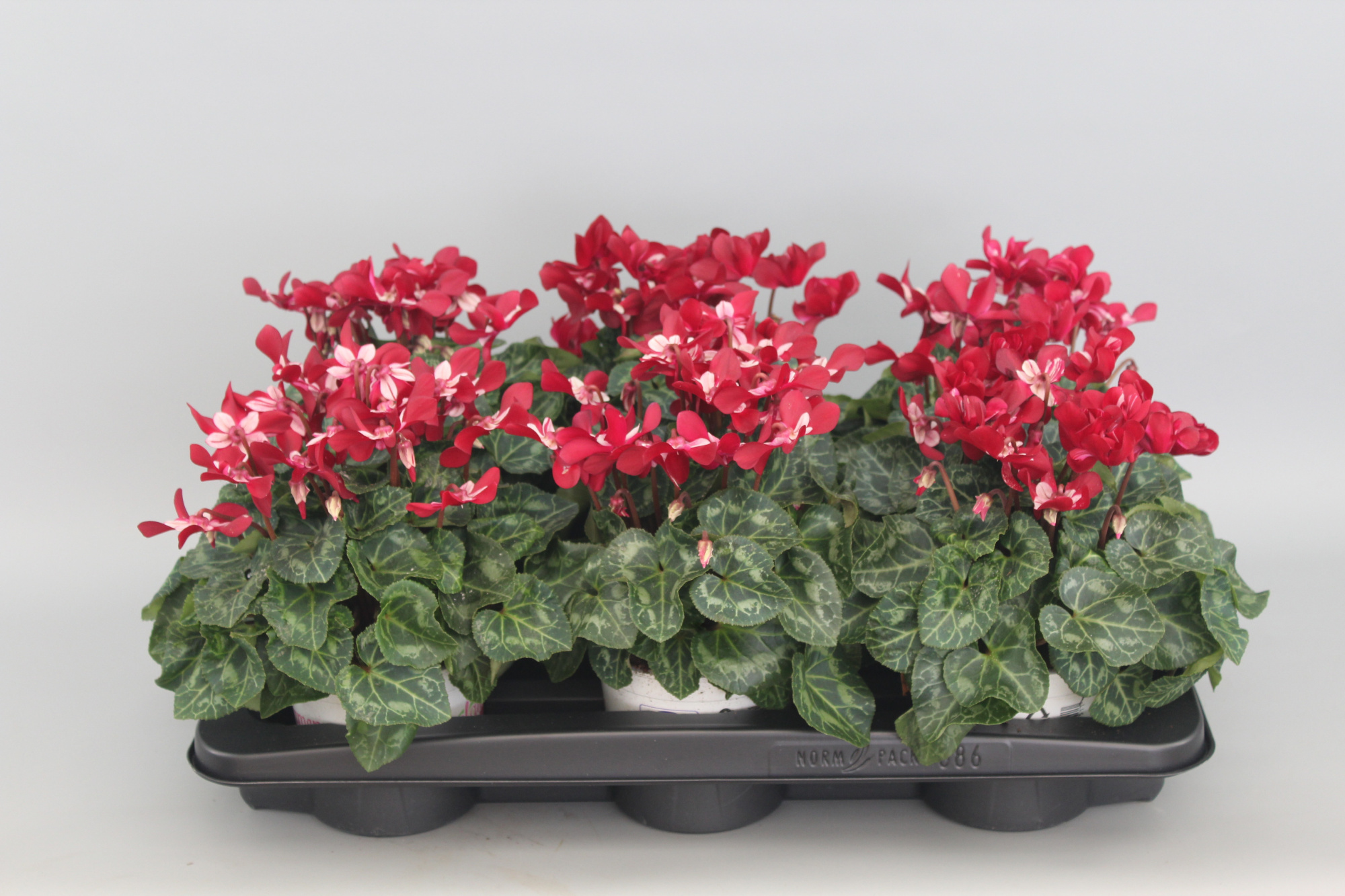 Cyclamen persicum Kleinbloemig Super Serie Djix, D 13 cm