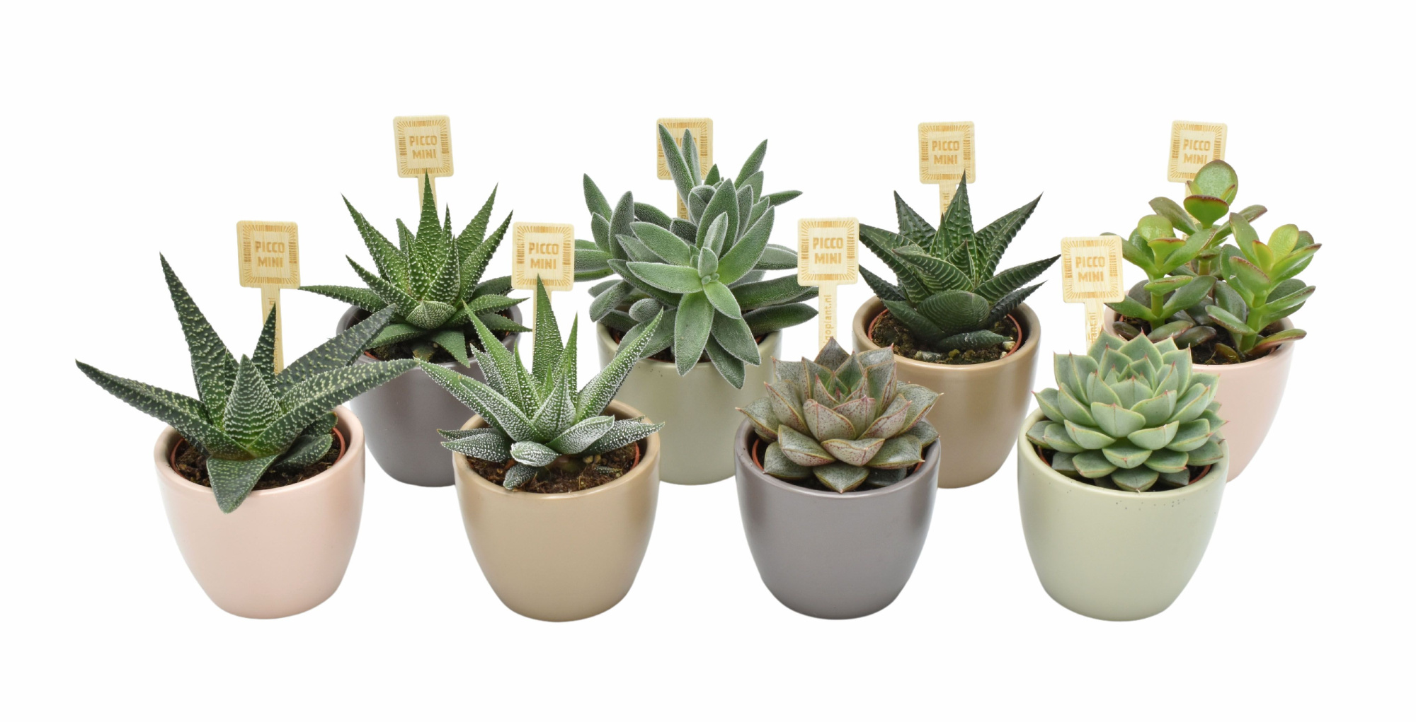 PICCOMINI® in Dana Amigo mix ceramics, D 7